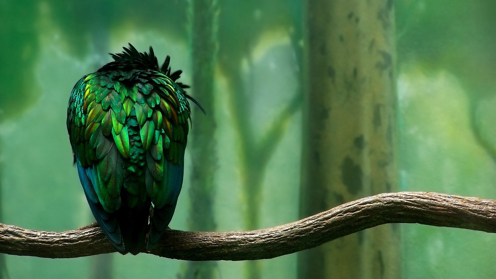 Green bird perched on a branch in a forest HD Wallpaper