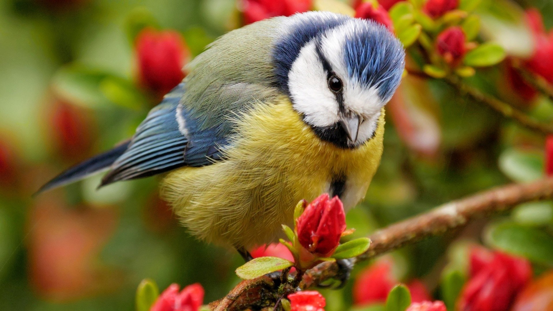 Blue Tit bird perched on a branch with red flowers HD Wallpaper
