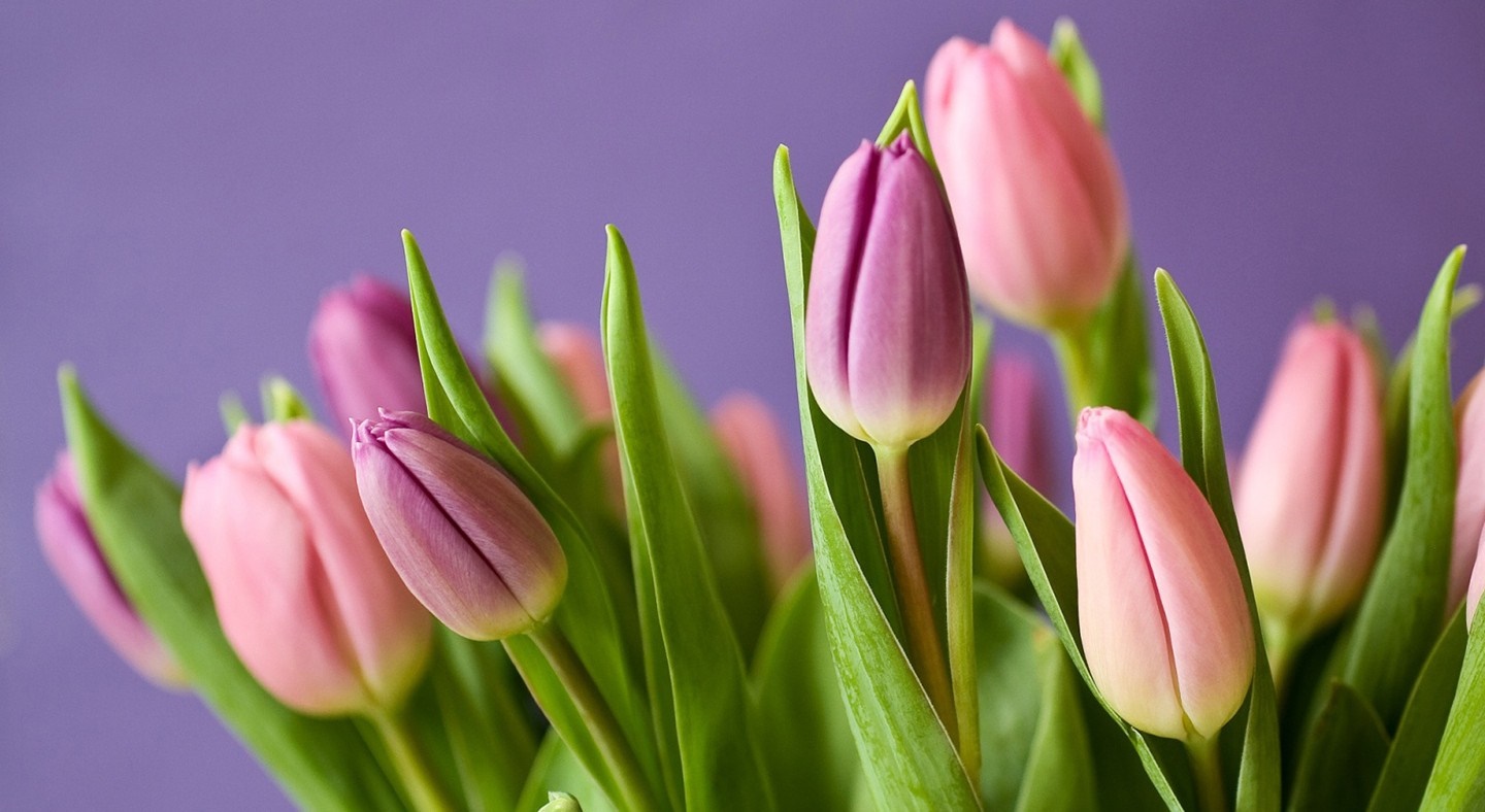 Pink and purple tulips against a purple background HD Wallpaper