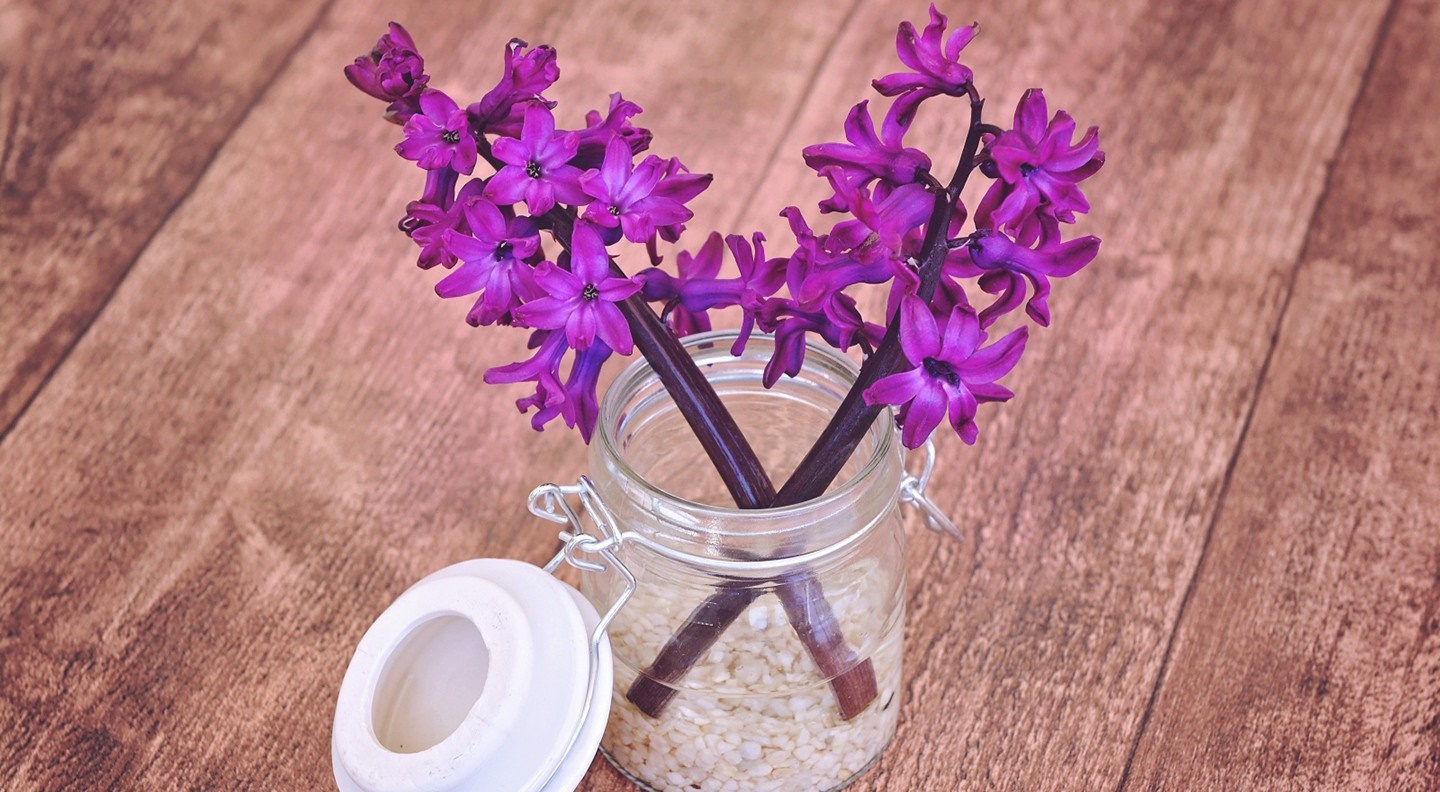 Purple hyacinths in a glass jar on a wooden surface HD Wallpaper