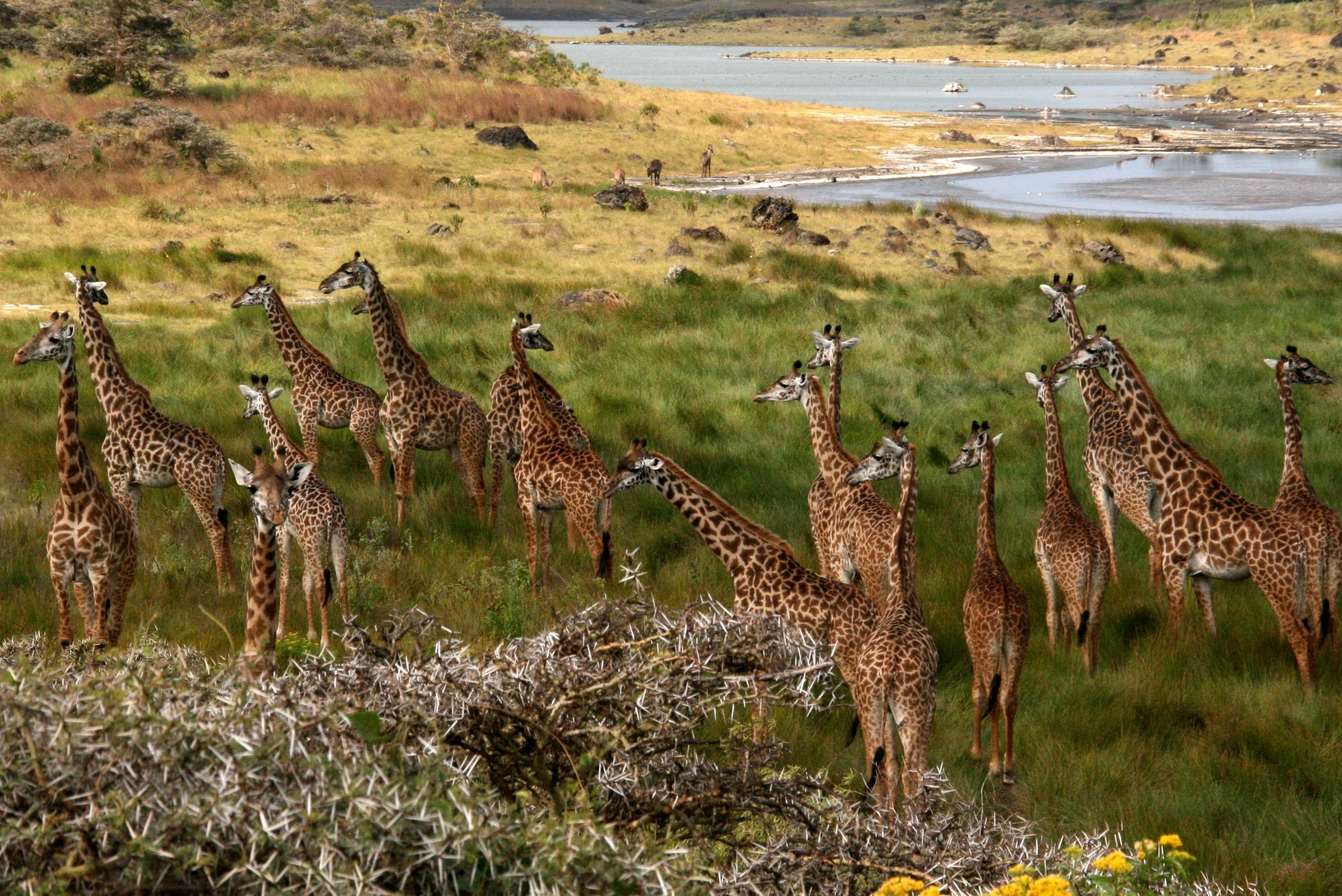Herd of giraffes in a savanna landscape HD Wallpaper