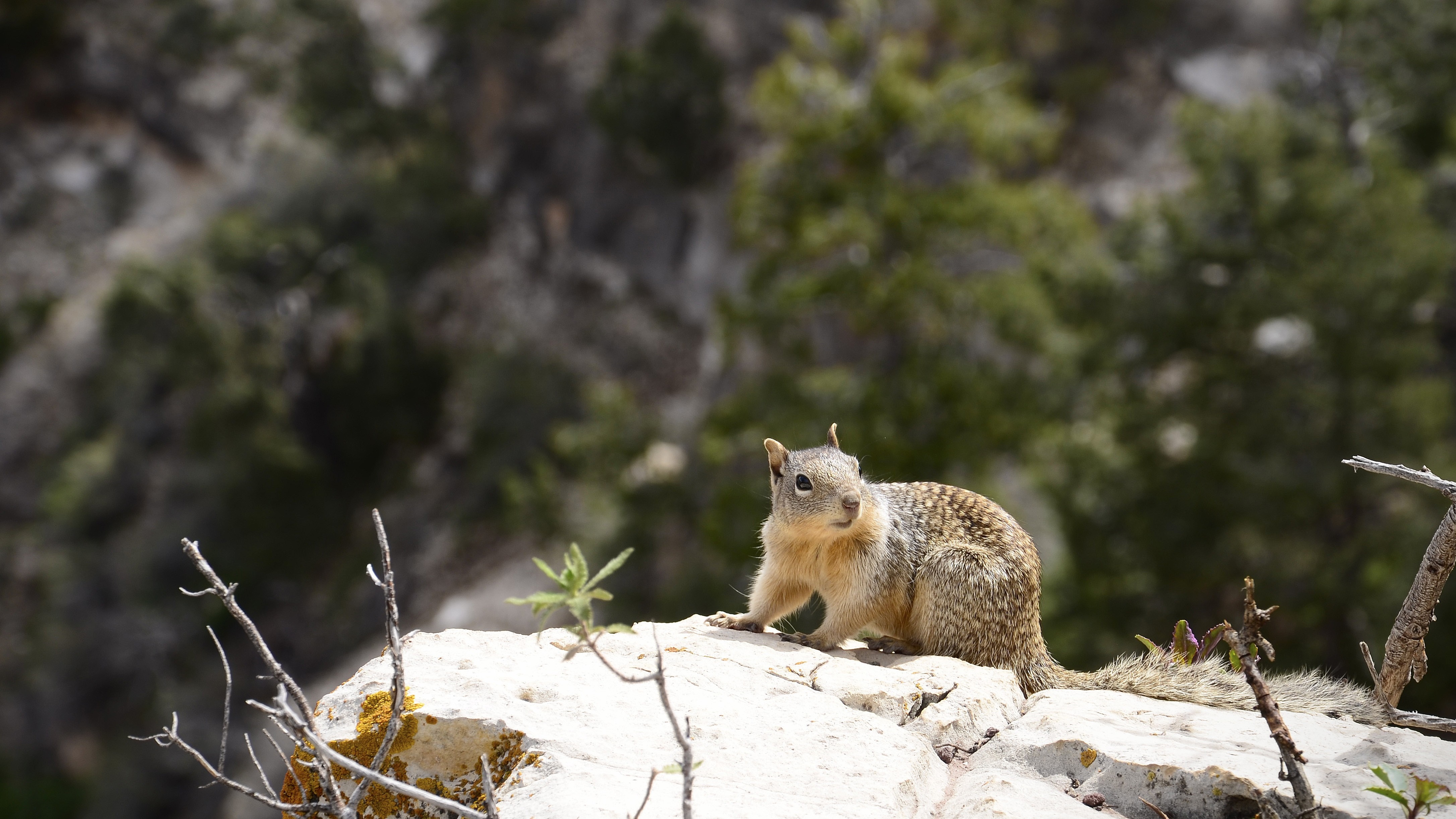 Squirrel on a rock in nature HD Wallpaper