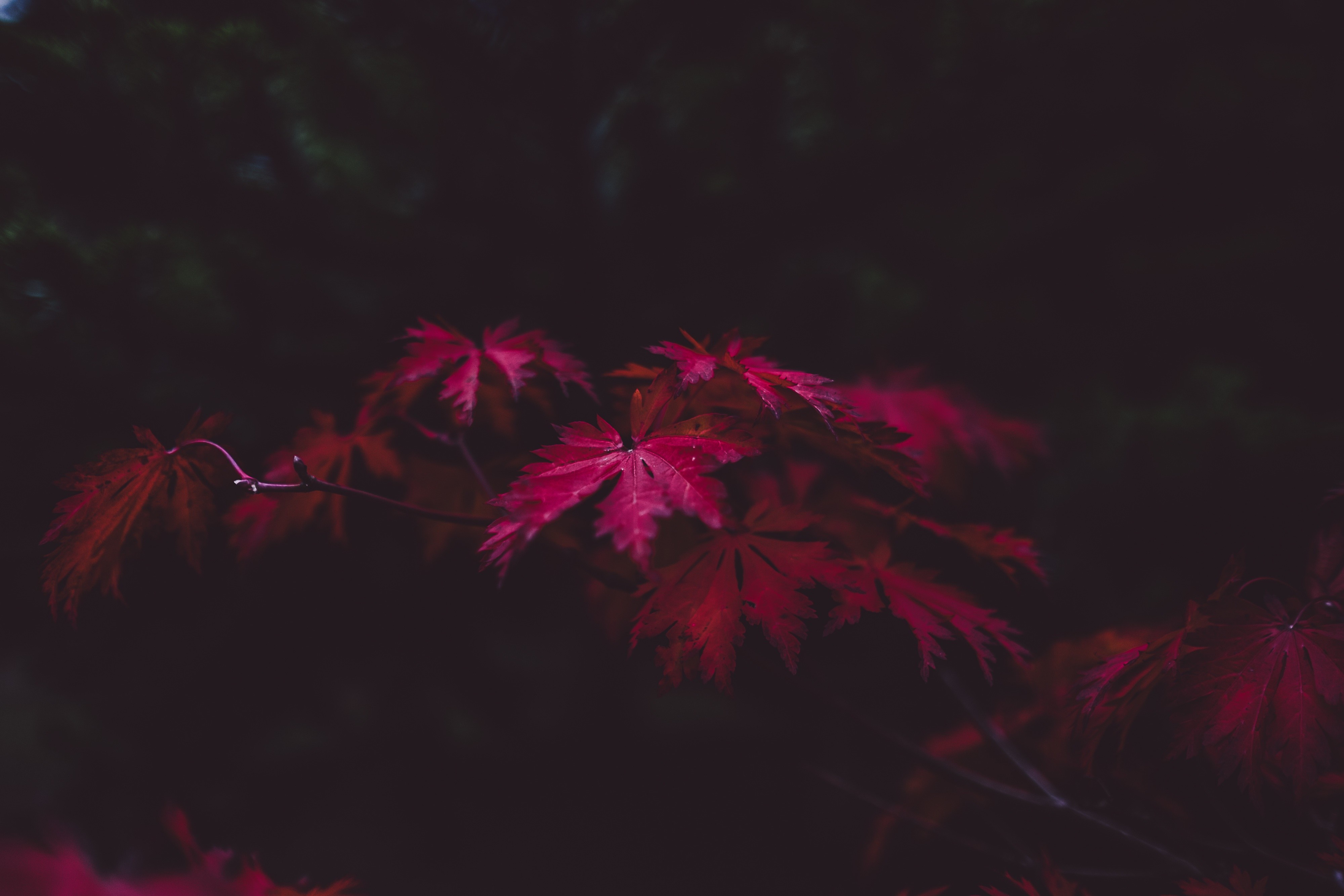 Red maple leaves on a dark background HD Wallpaper
