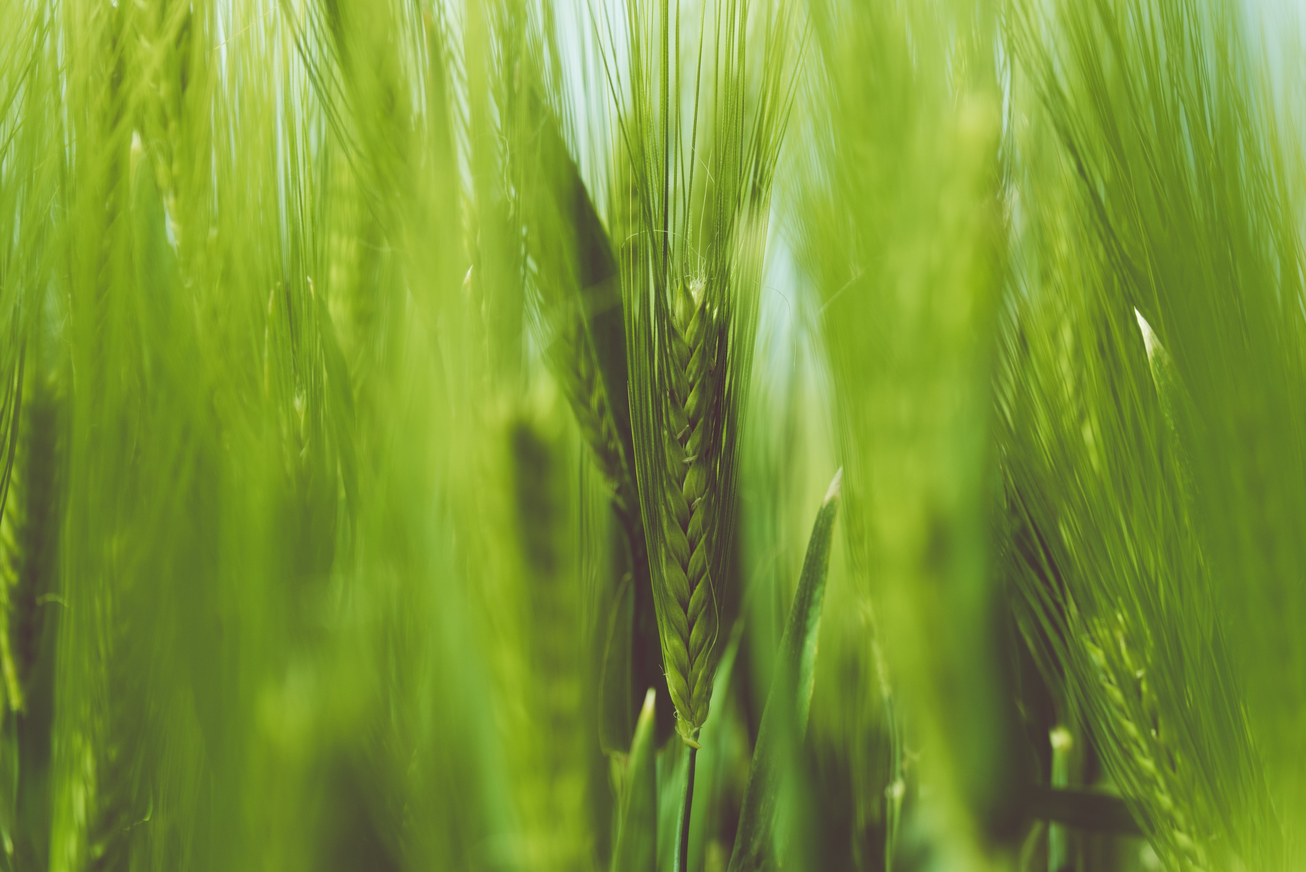 Close-up of green wheat or barley stalks in a field HD Wallpaper