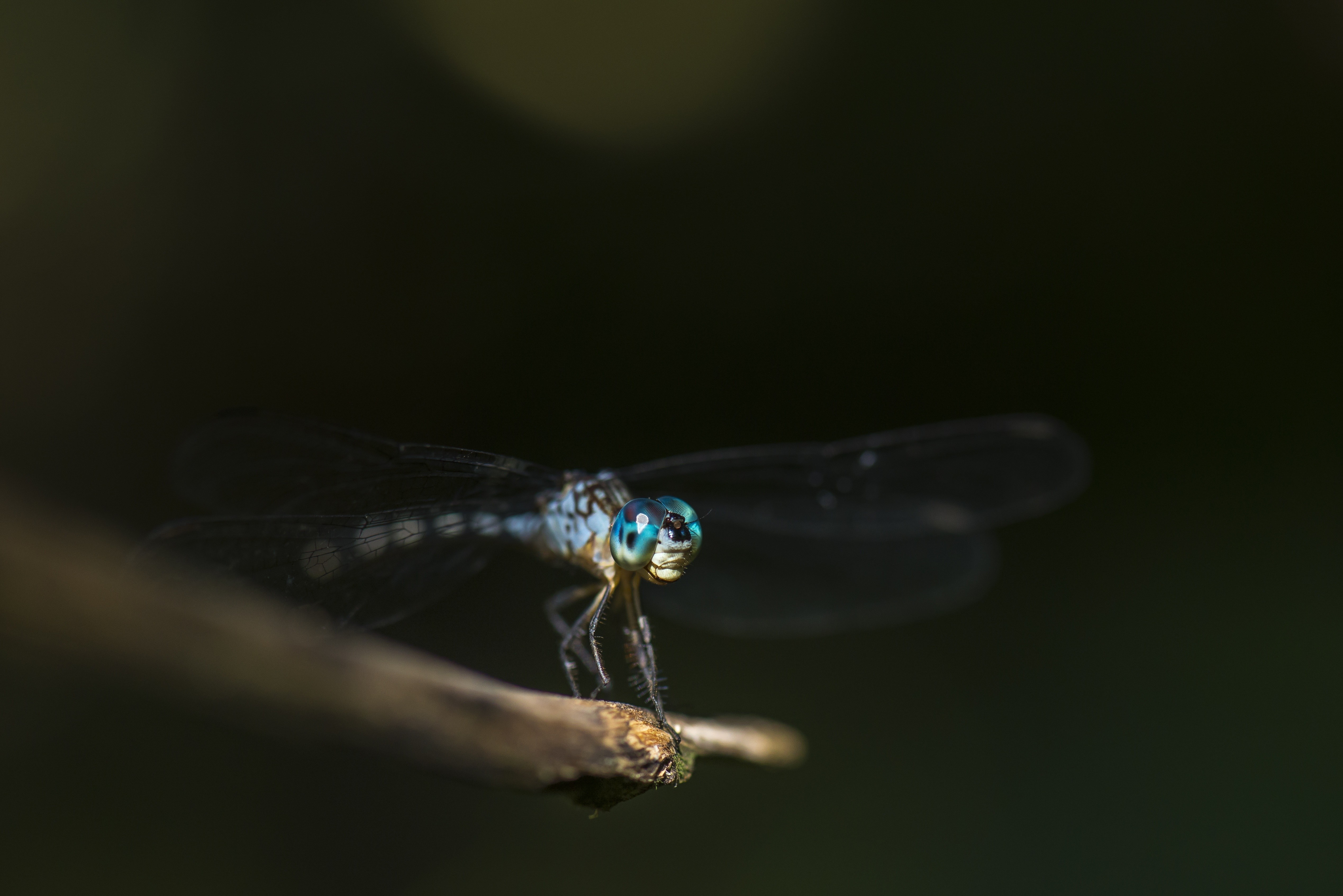 Close-up of a blue dragonfly on a branch HD Wallpaper