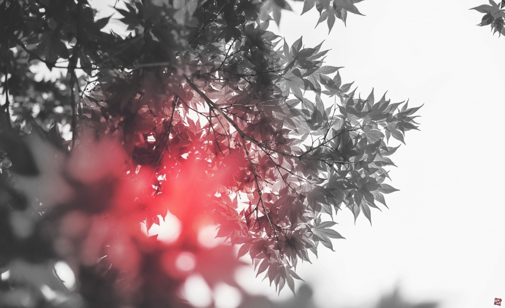 Selective coloring of maple leaves on branches HD Wallpaper