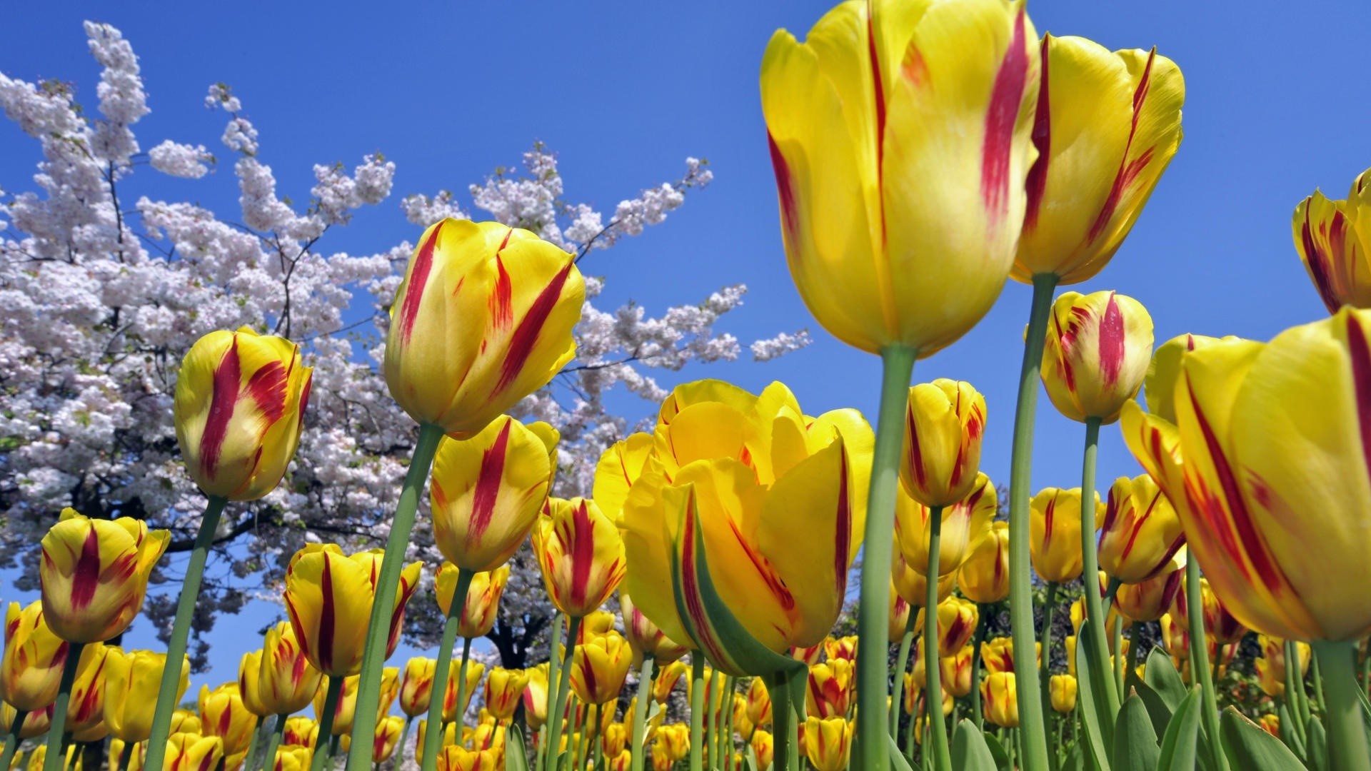 Yellow and red striped tulips with cherry blossoms HD Wallpaper