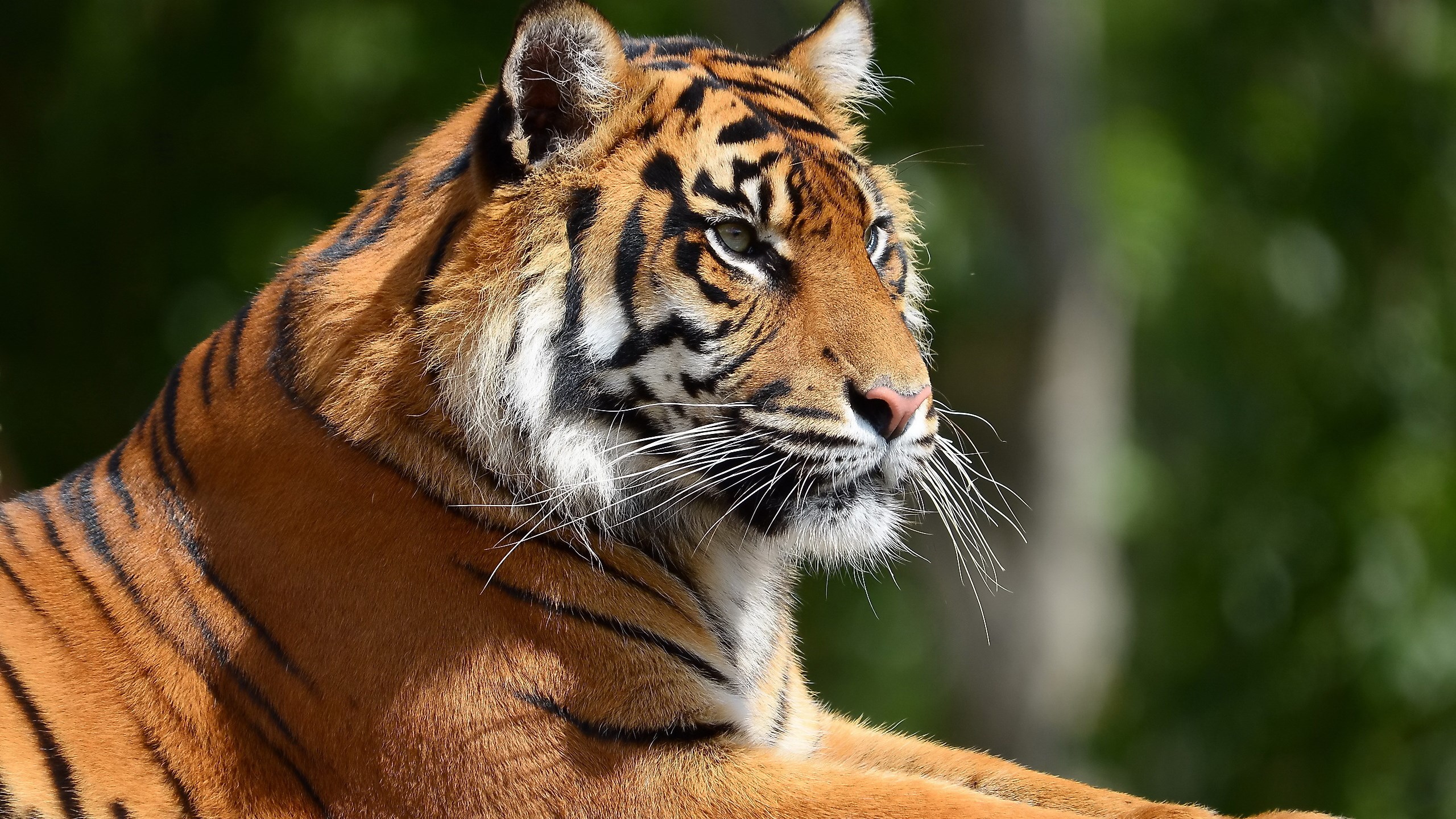 Close-up of a tiger's face and body HD Wallpaper