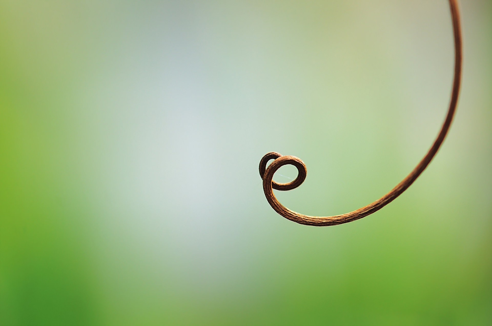 Close-up of a curly plant tendril against a blurred green background HD Wallpaper