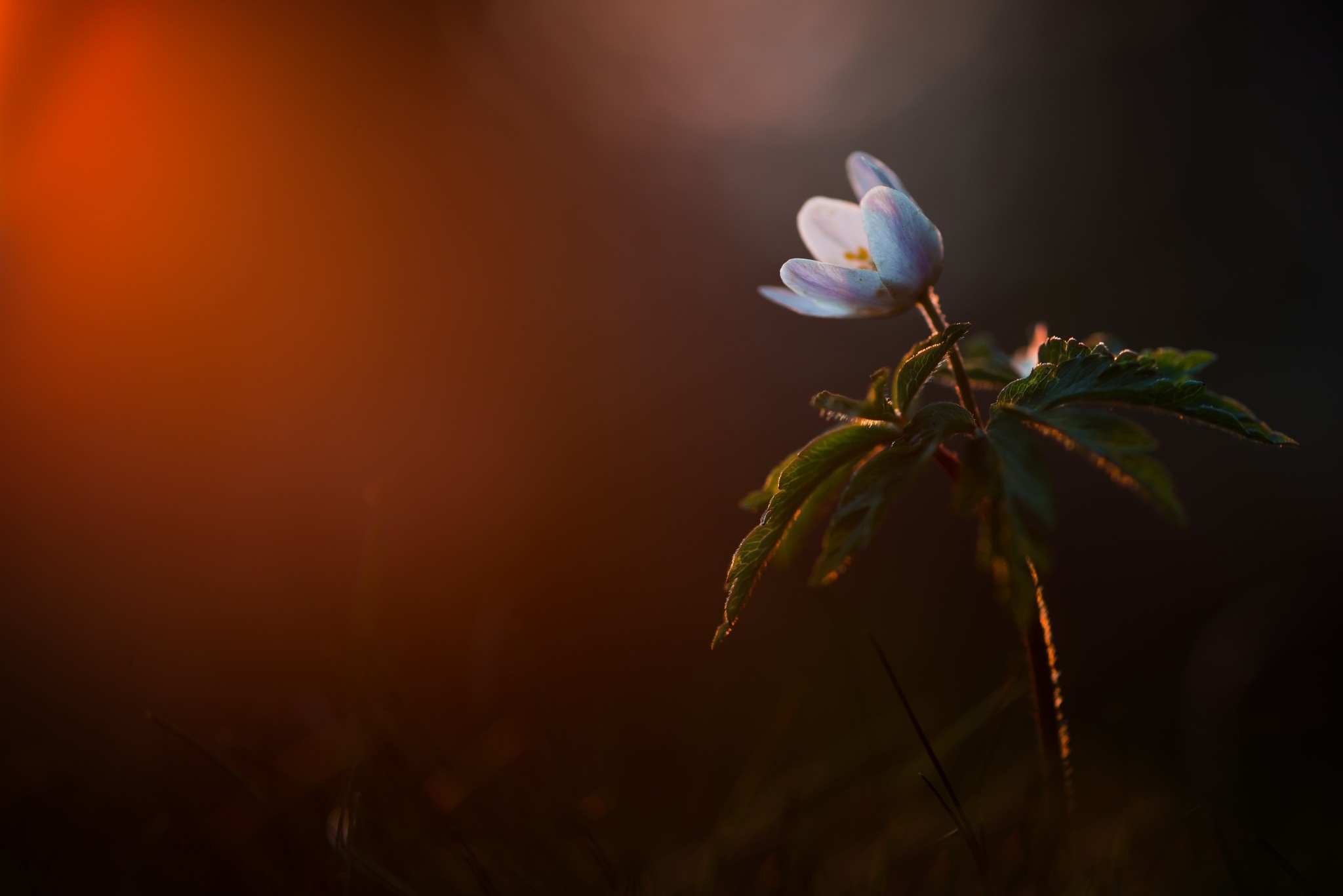 Close-up of a white flower with green leaves in sunlight HD Wallpaper