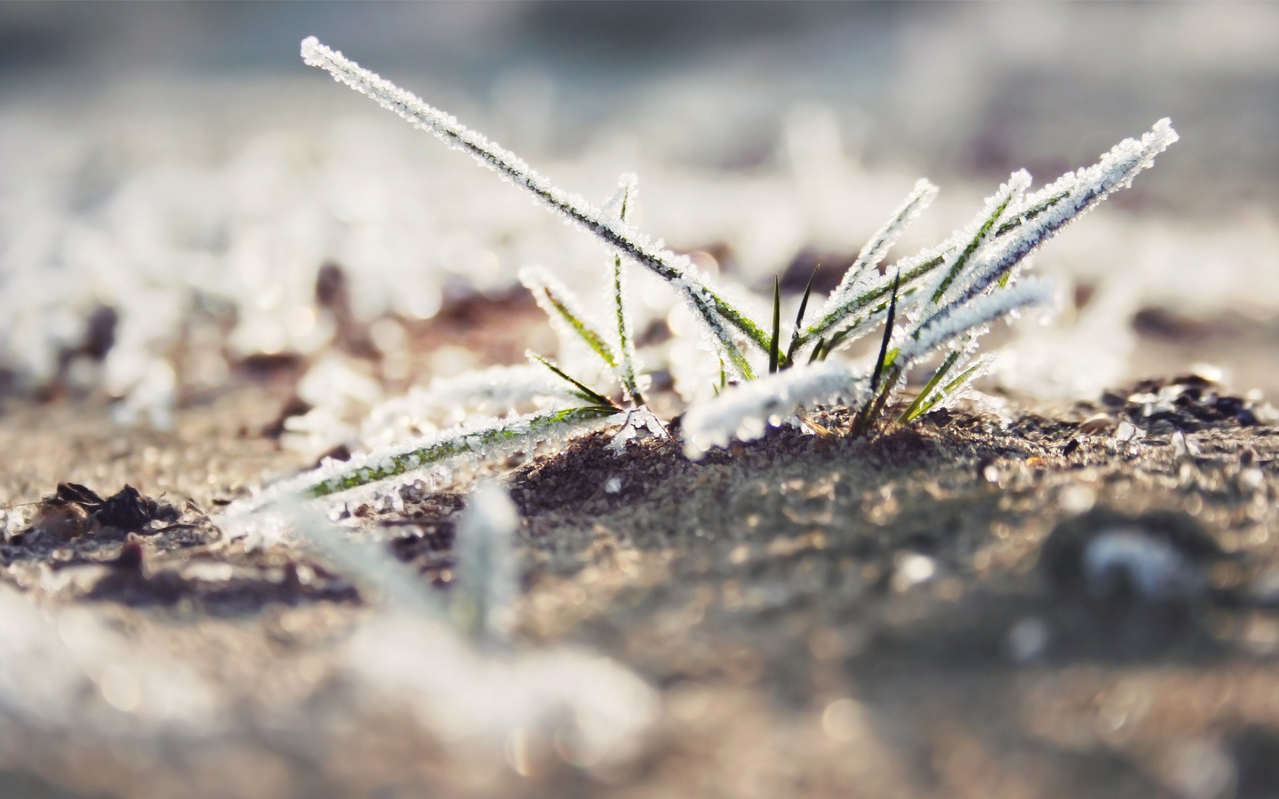Close-up of frosted grass blades on the ground HD Wallpaper