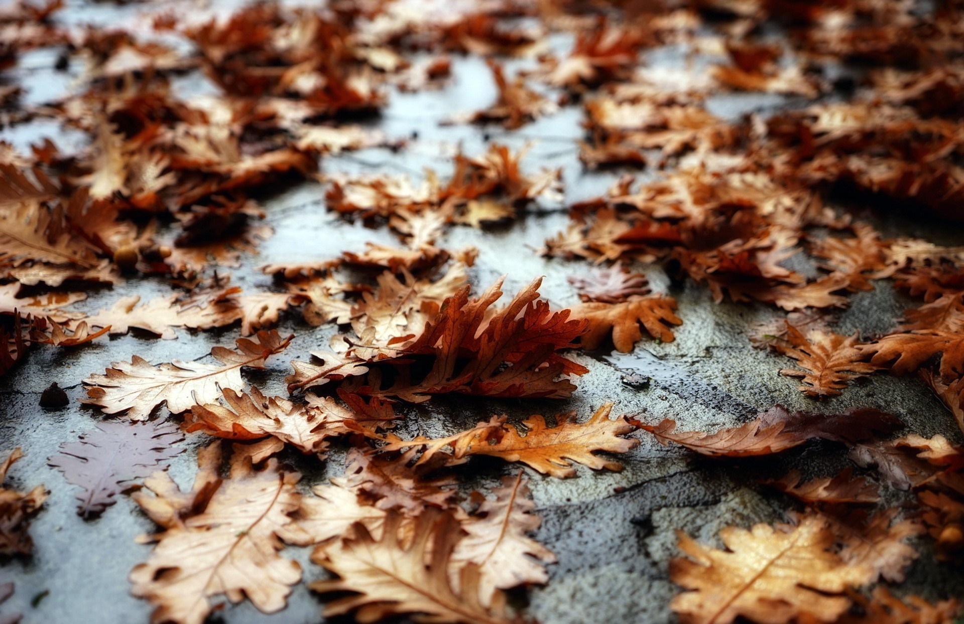 Fallen autumn leaves on a wet surface HD Wallpaper