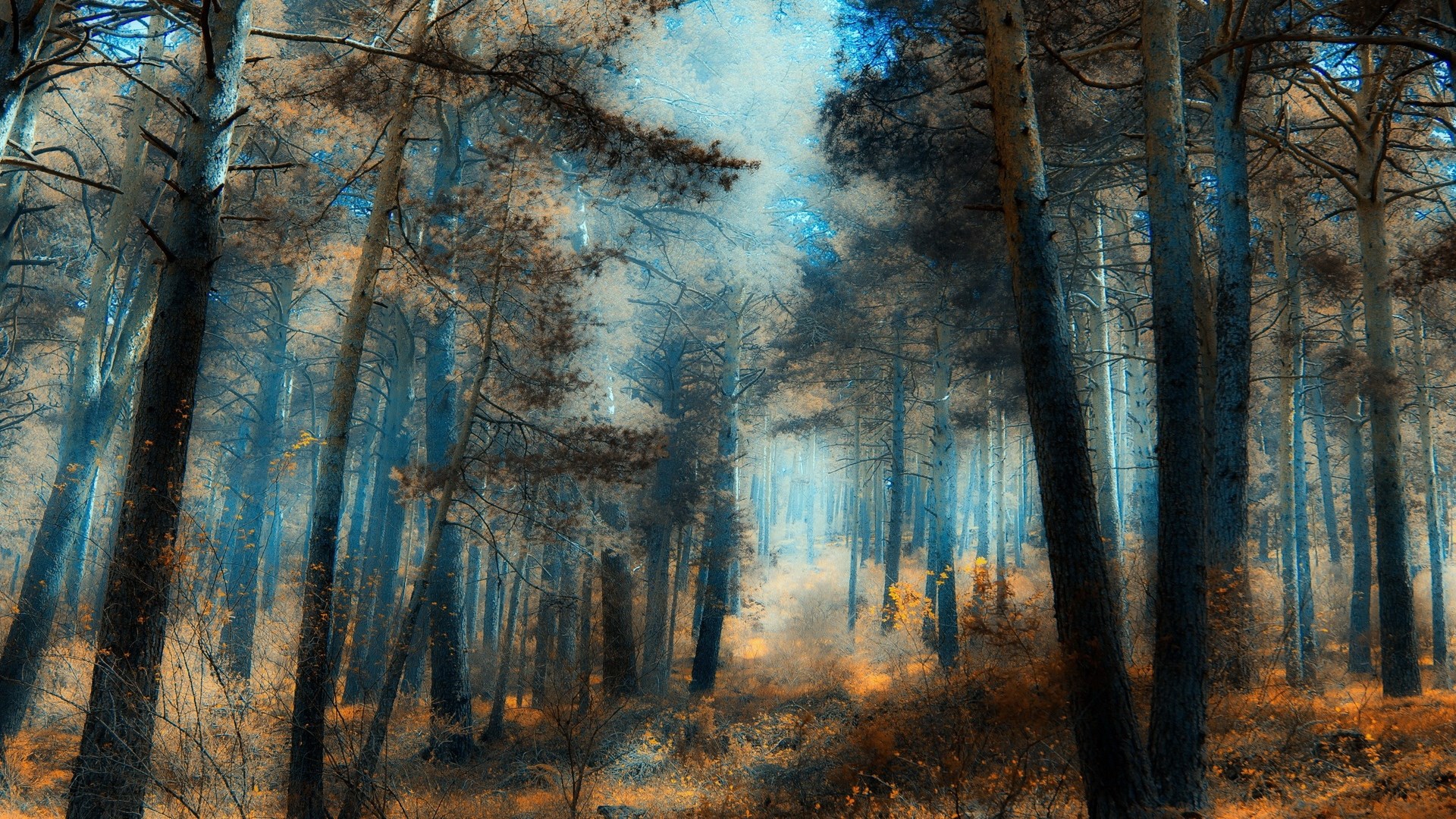 Misty forest with tall trees and autumn foliage HD Wallpaper
