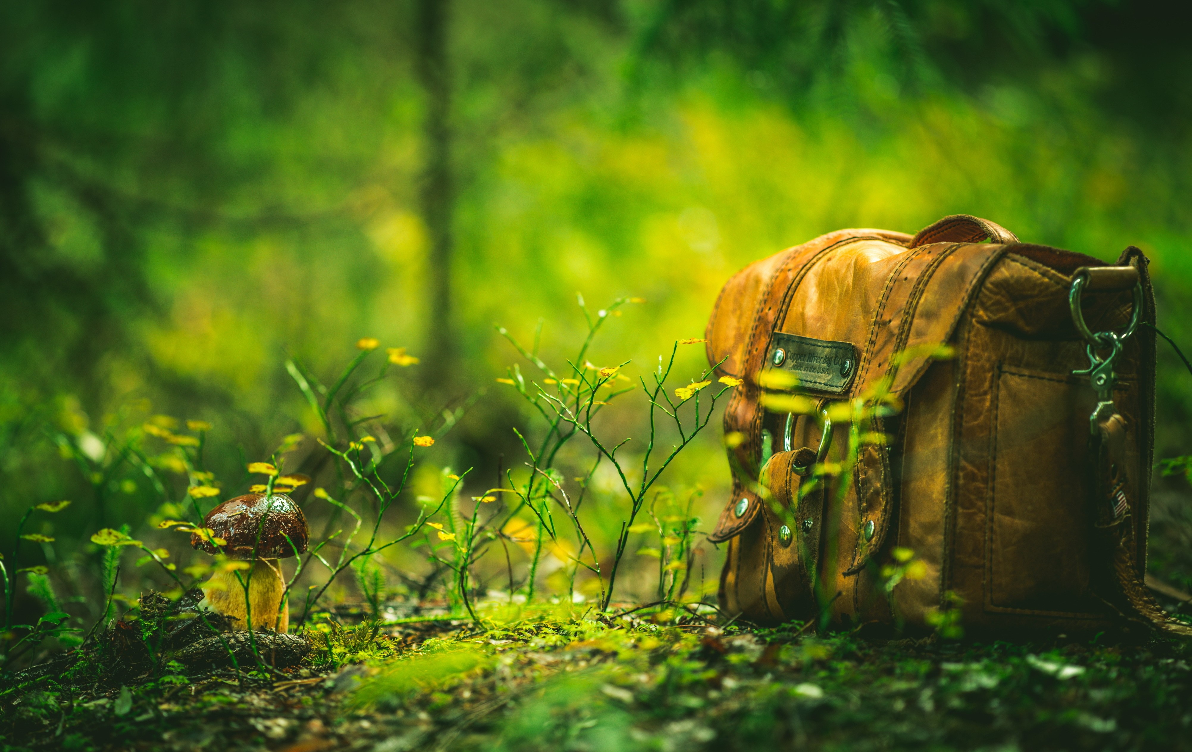 Leather bag and mushroom in a forest HD Wallpaper
