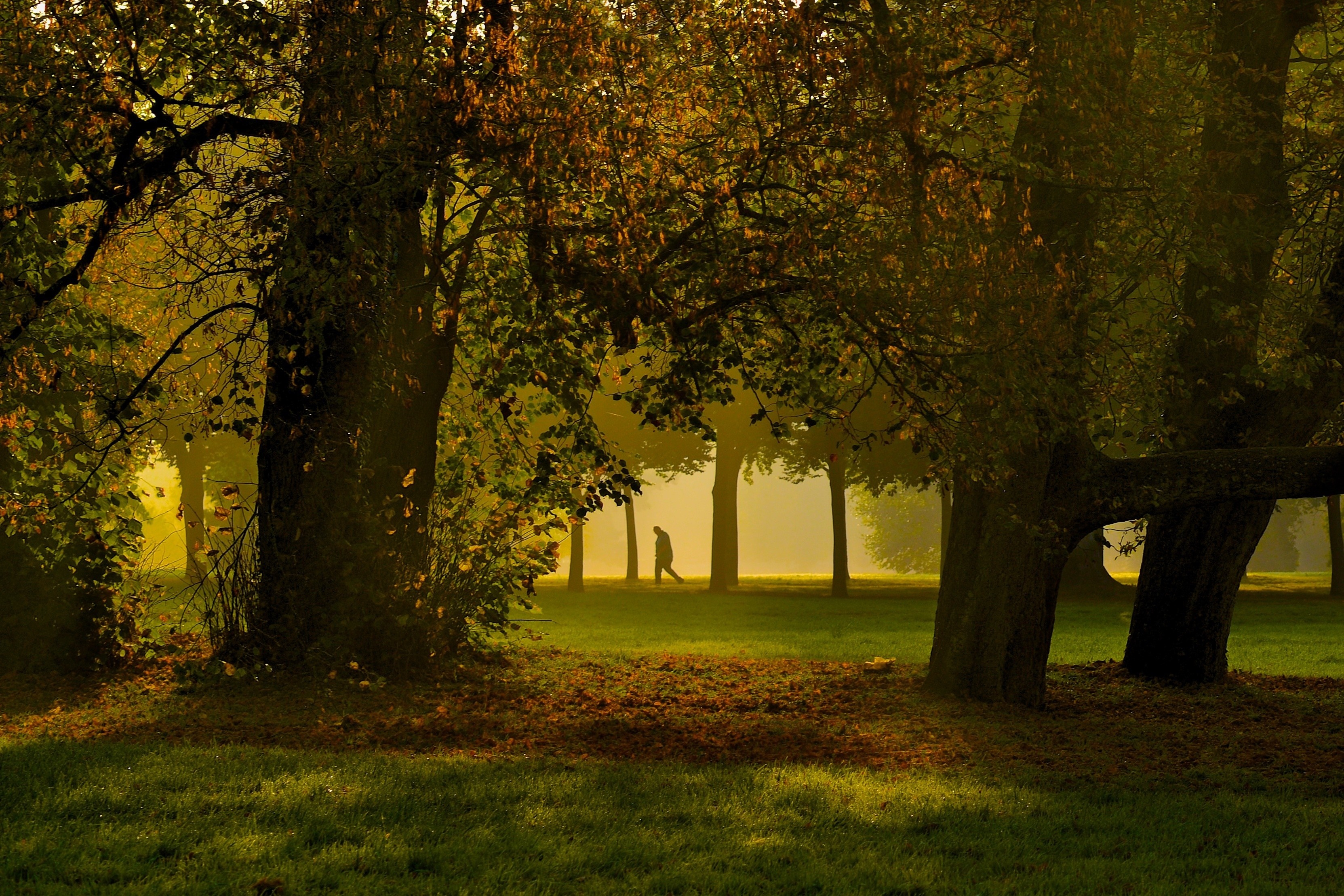 Person walking in a sunlit forest in autumn HD Wallpaper