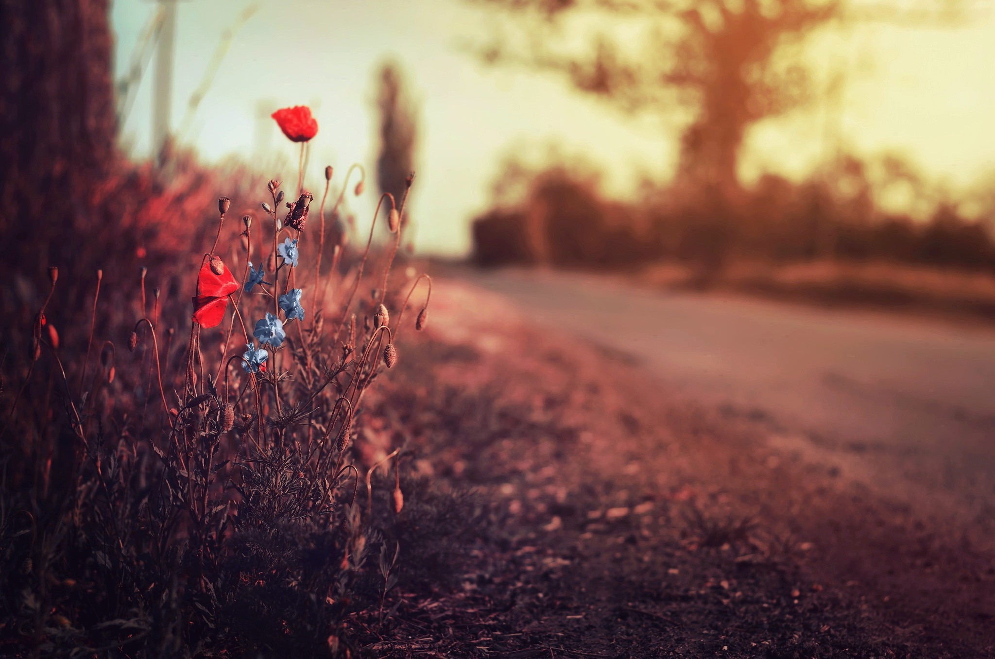 Red and blue flowers by the roadside at sunset HD Wallpaper