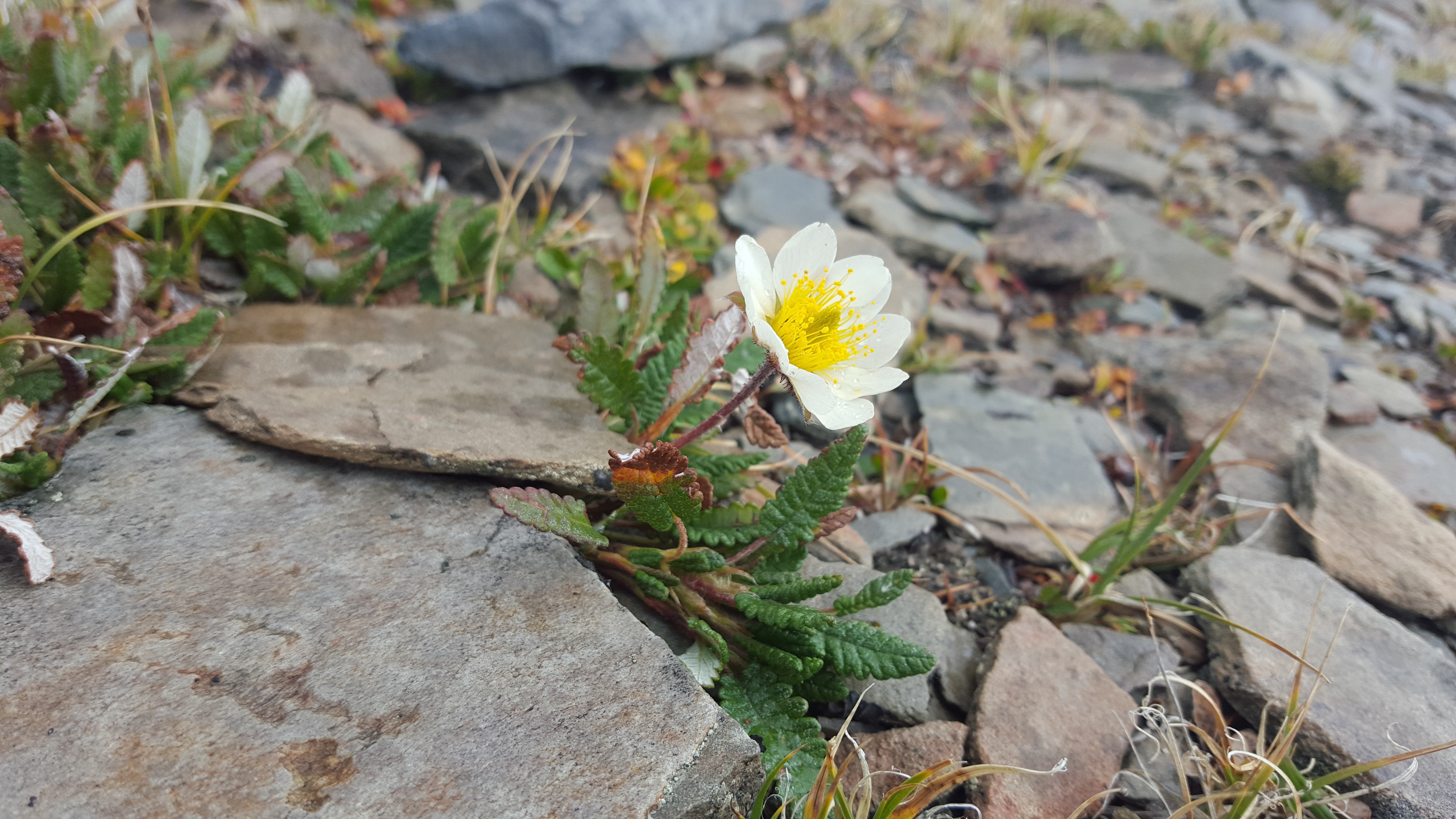 White wildflower with yellow center growing among rocks HD Wallpaper