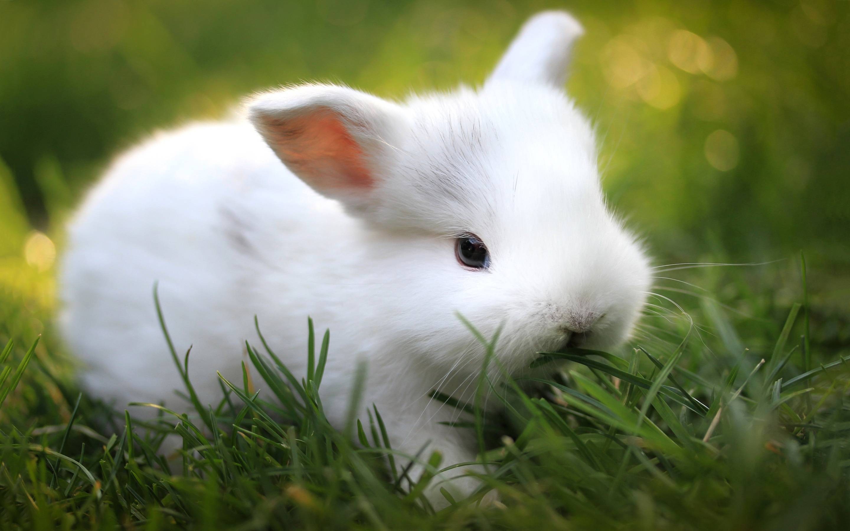 Adorable White Rabbit Sitting on Green Grass HD Wallpaper
