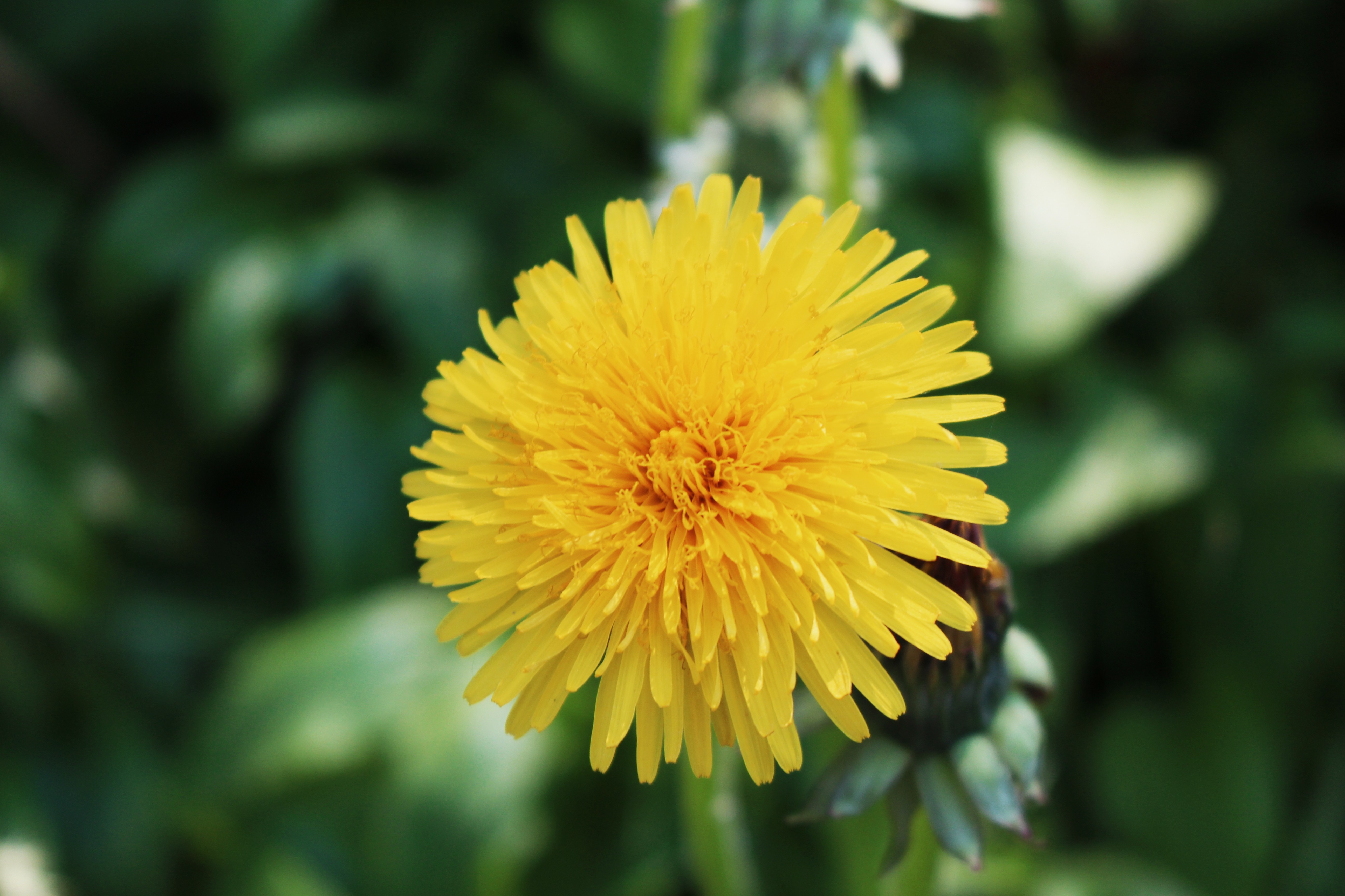 Close-up of a yellow dandelion flower HD Wallpaper