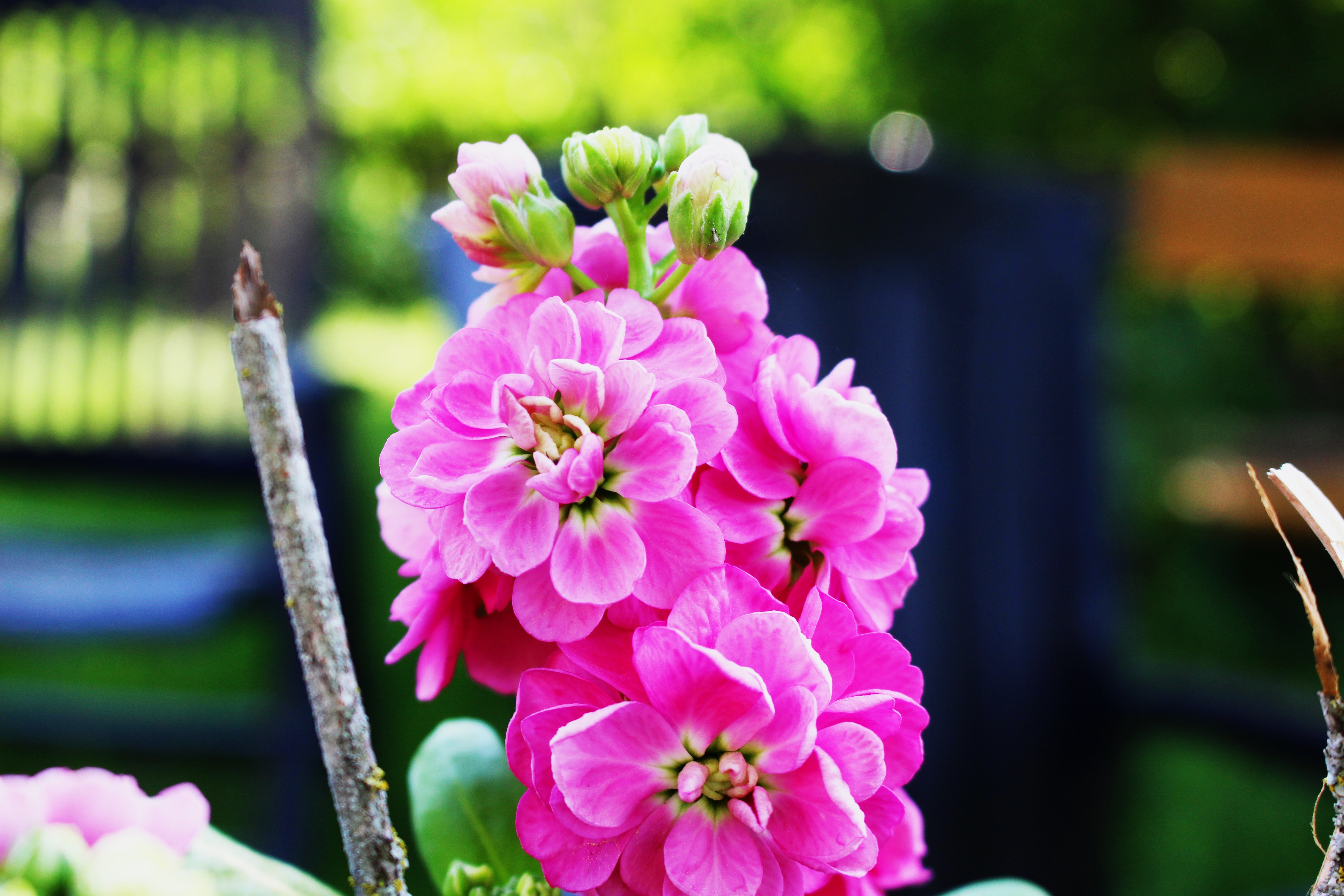 Close-up of pink flowers with buds and a branch HD Wallpaper