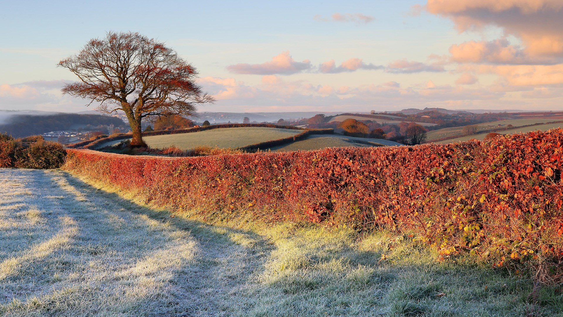 Frosty field and hedgerow with a lone tree HD Wallpaper
