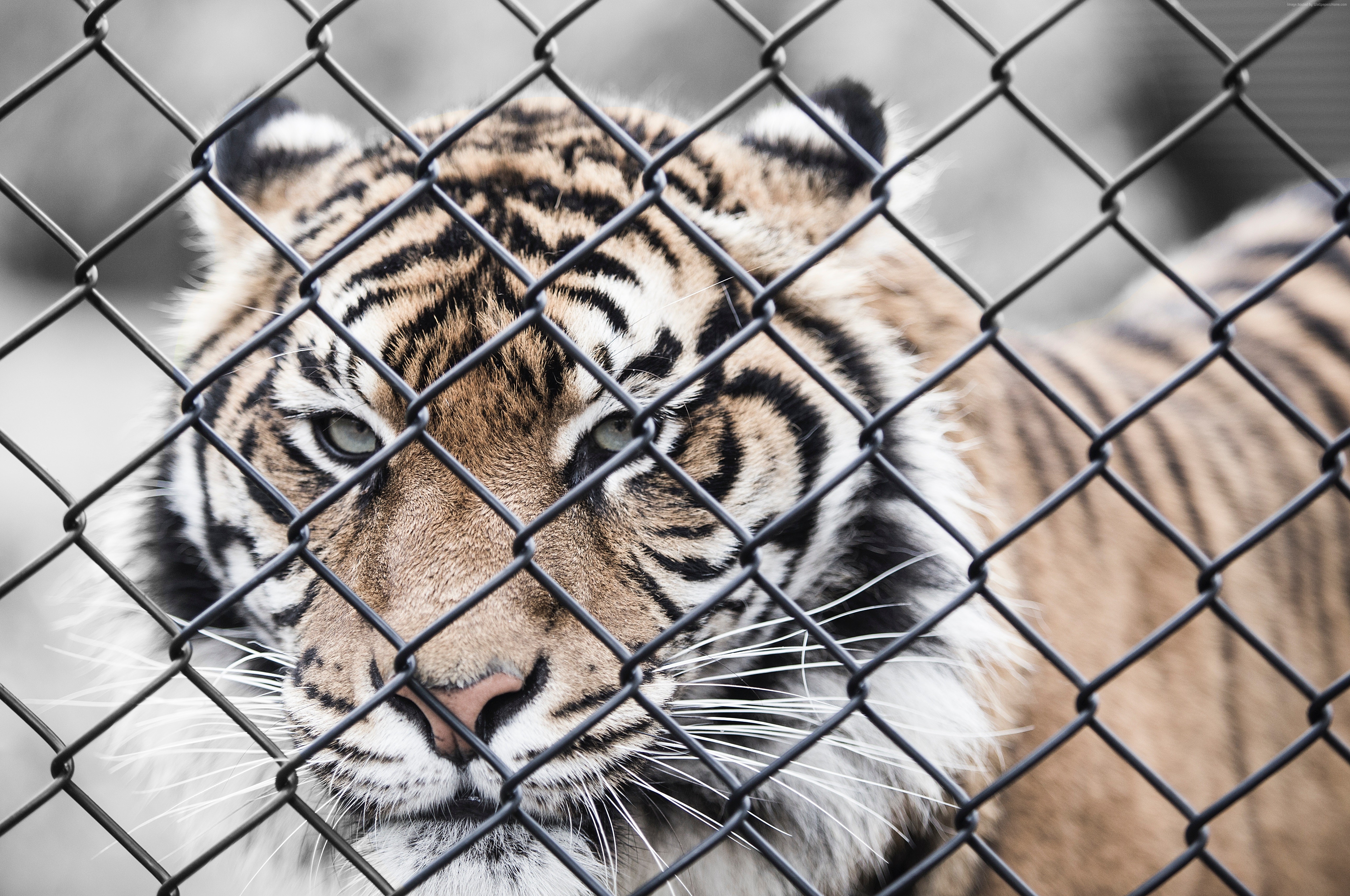 Tiger behind a chain-link fence HD Wallpaper