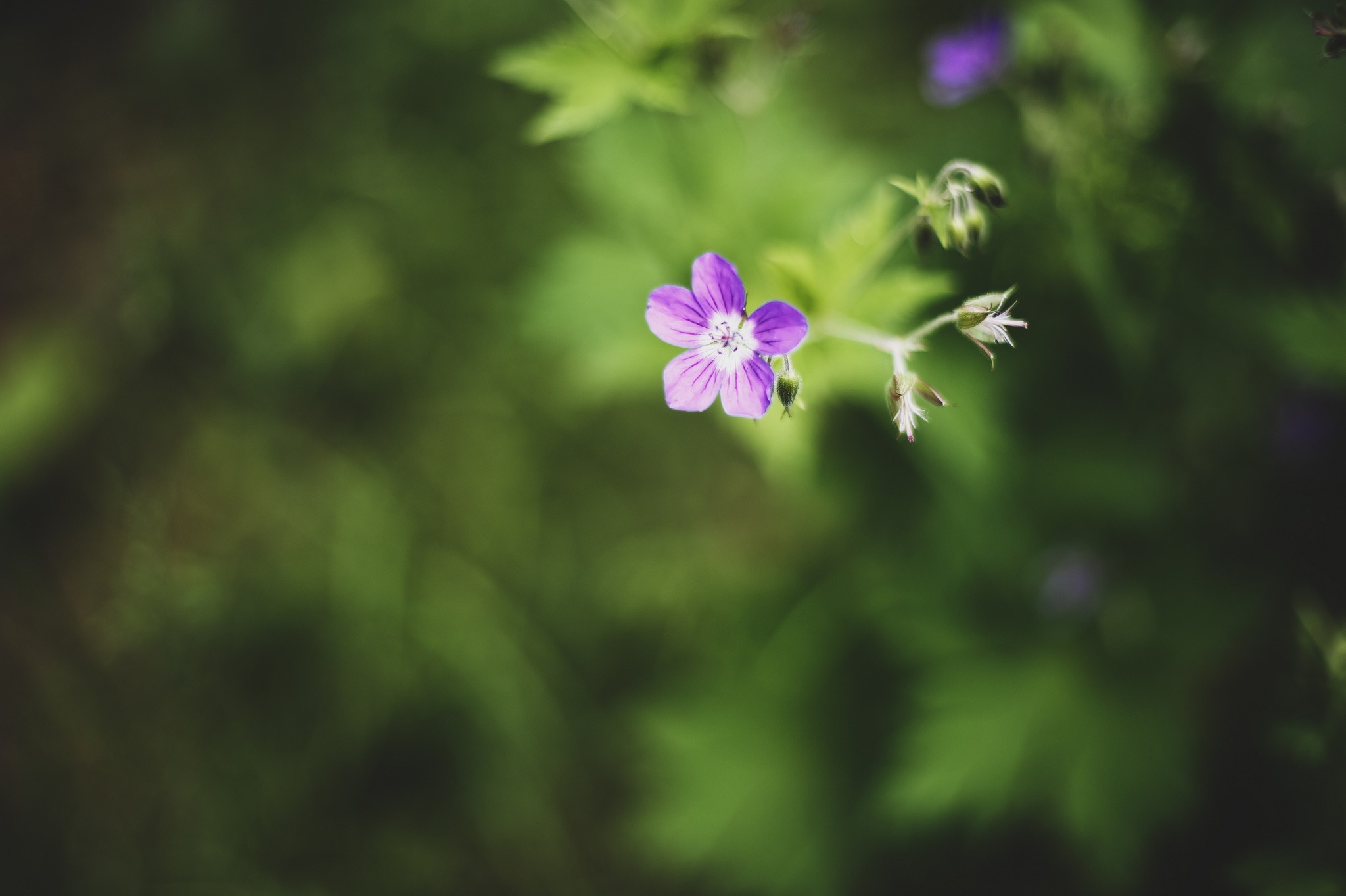 Purple wildflower with green foliage HD Wallpaper