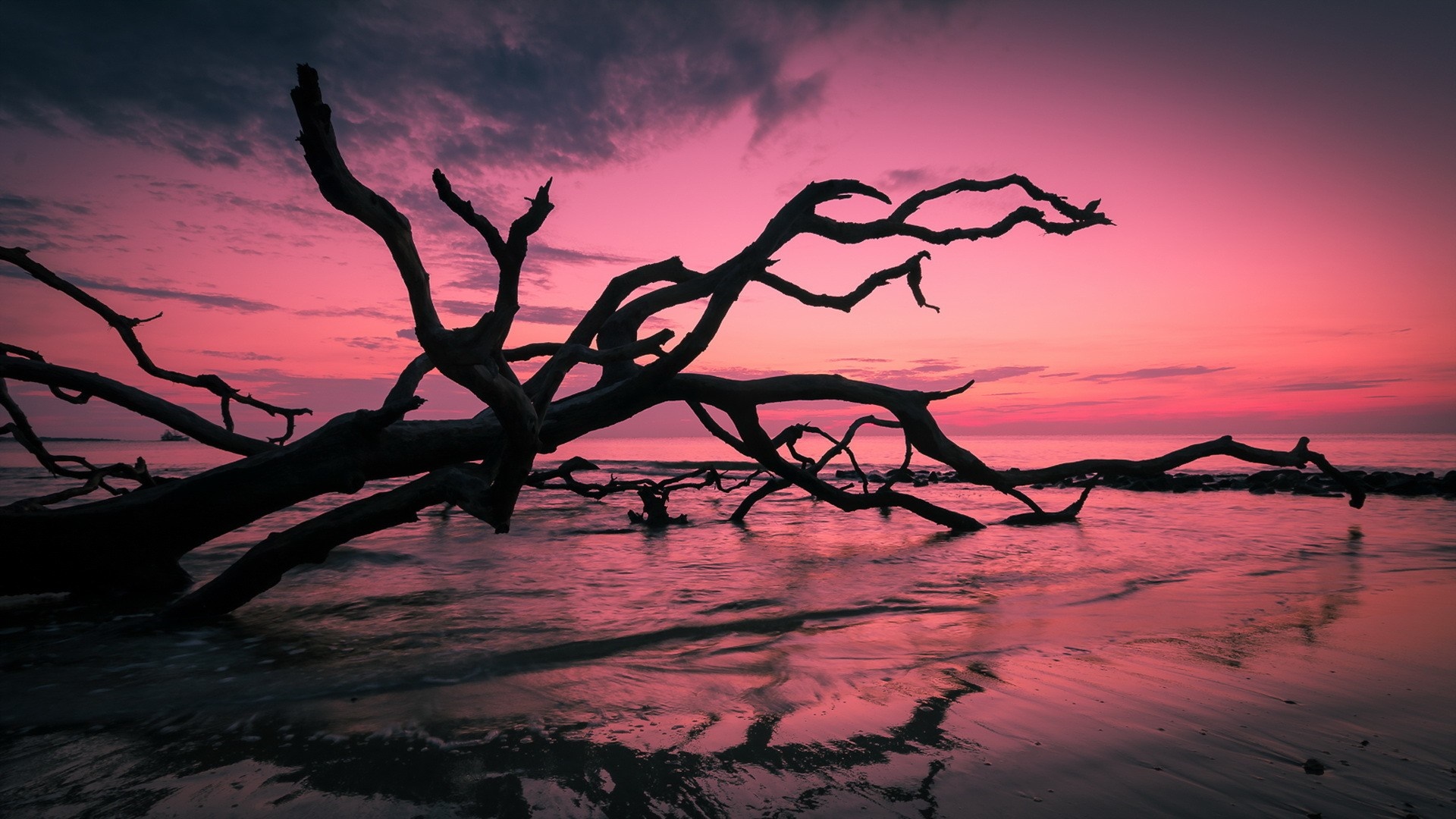 Driftwood on beach at sunset with pink sky HD Wallpaper