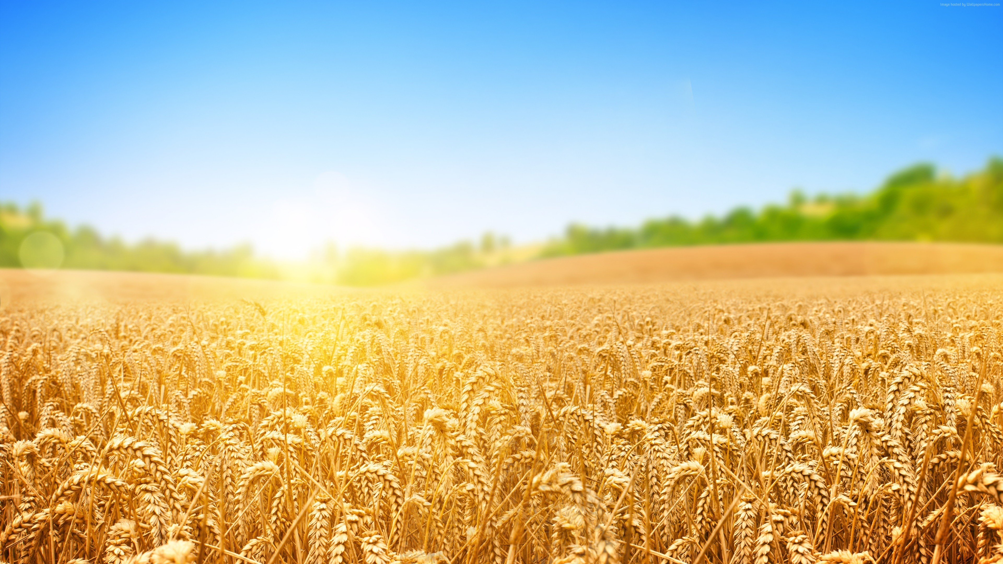 Wheat field under a clear blue sky with sun HD Wallpaper