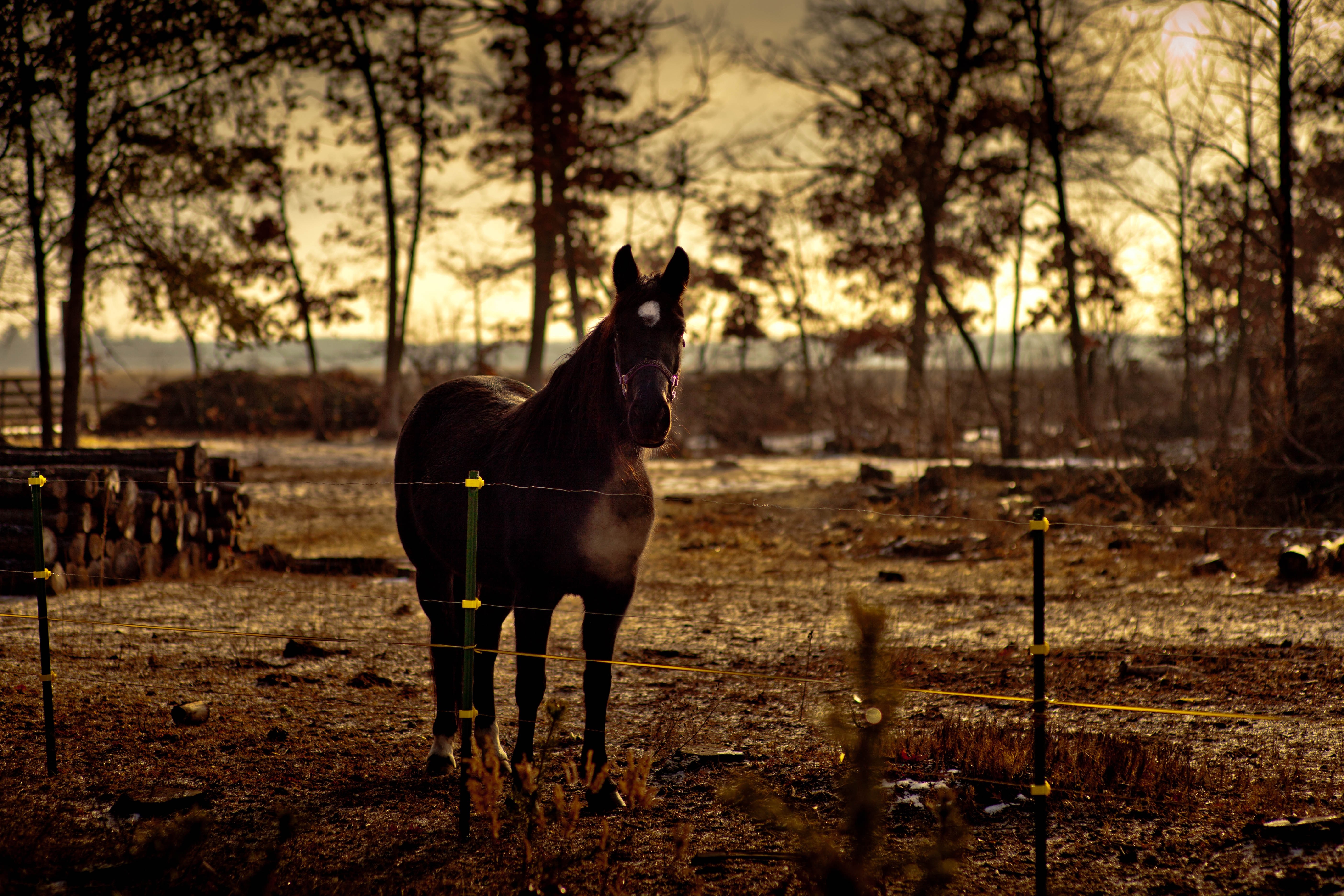 A dark horse stands in a field at sunset HD Wallpaper