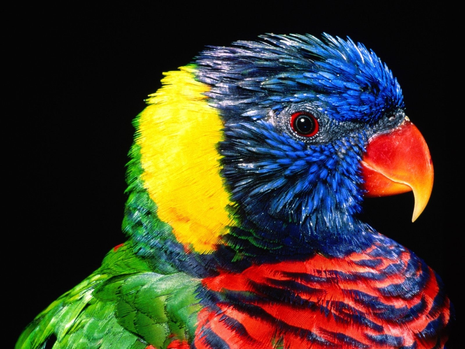 Close-up of a colorful Rainbow Lorikeet parrot HD Wallpaper