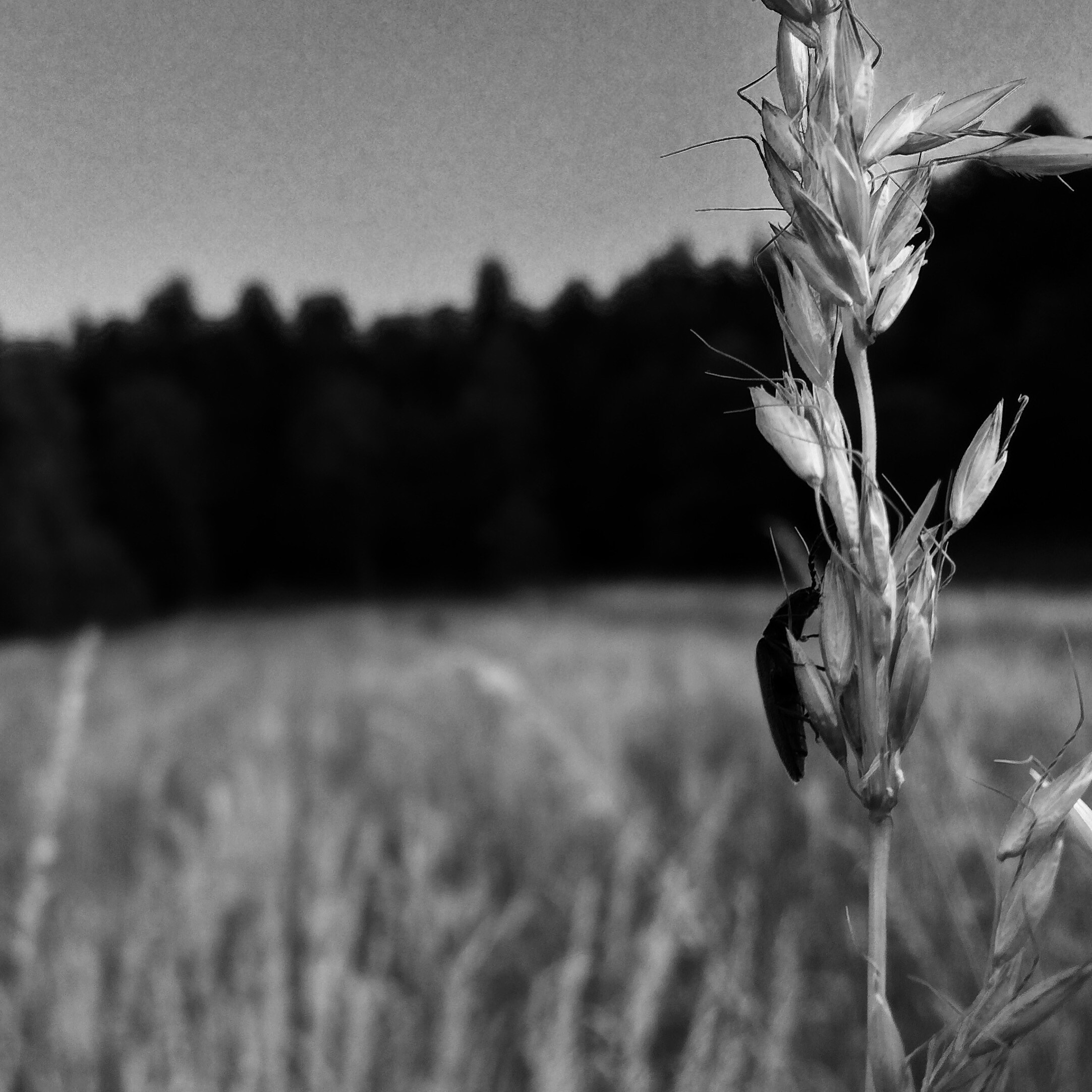 Insect on a plant stalk in a field HD Wallpaper
