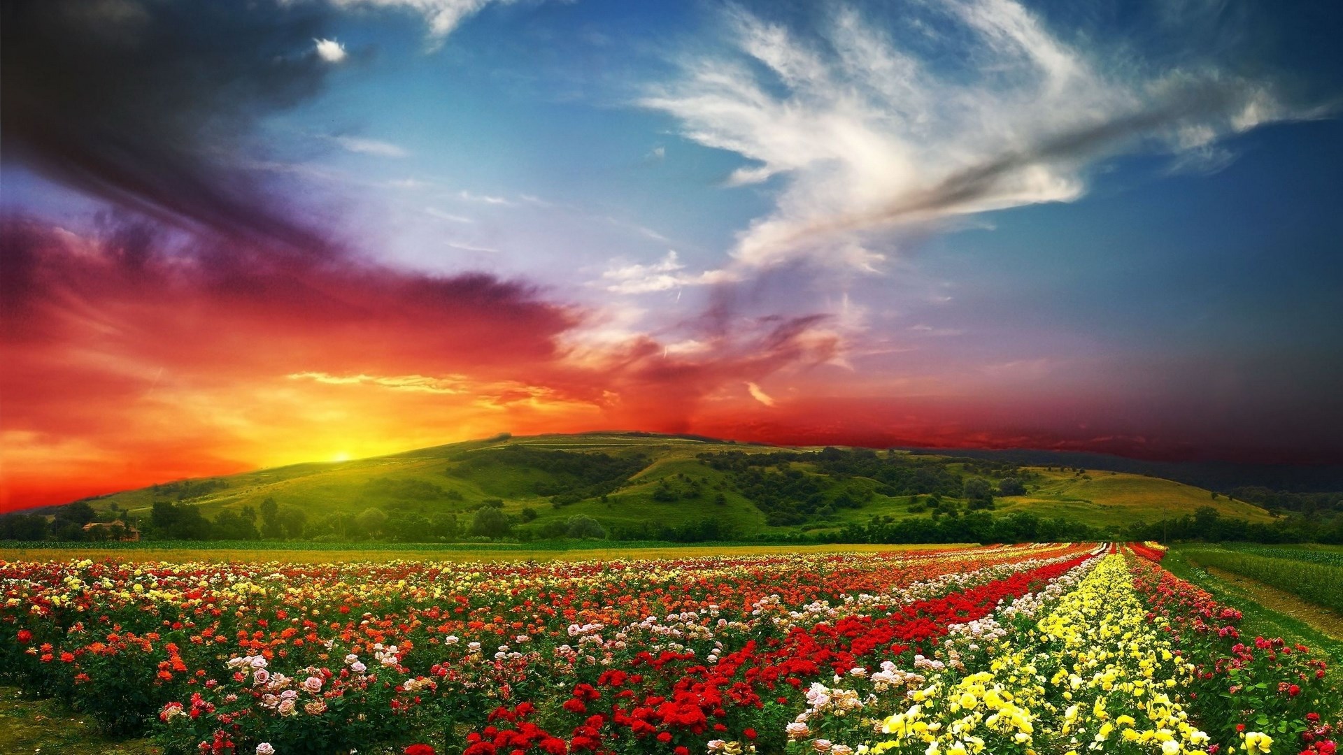Field of roses at sunset with rolling hills HD Wallpaper