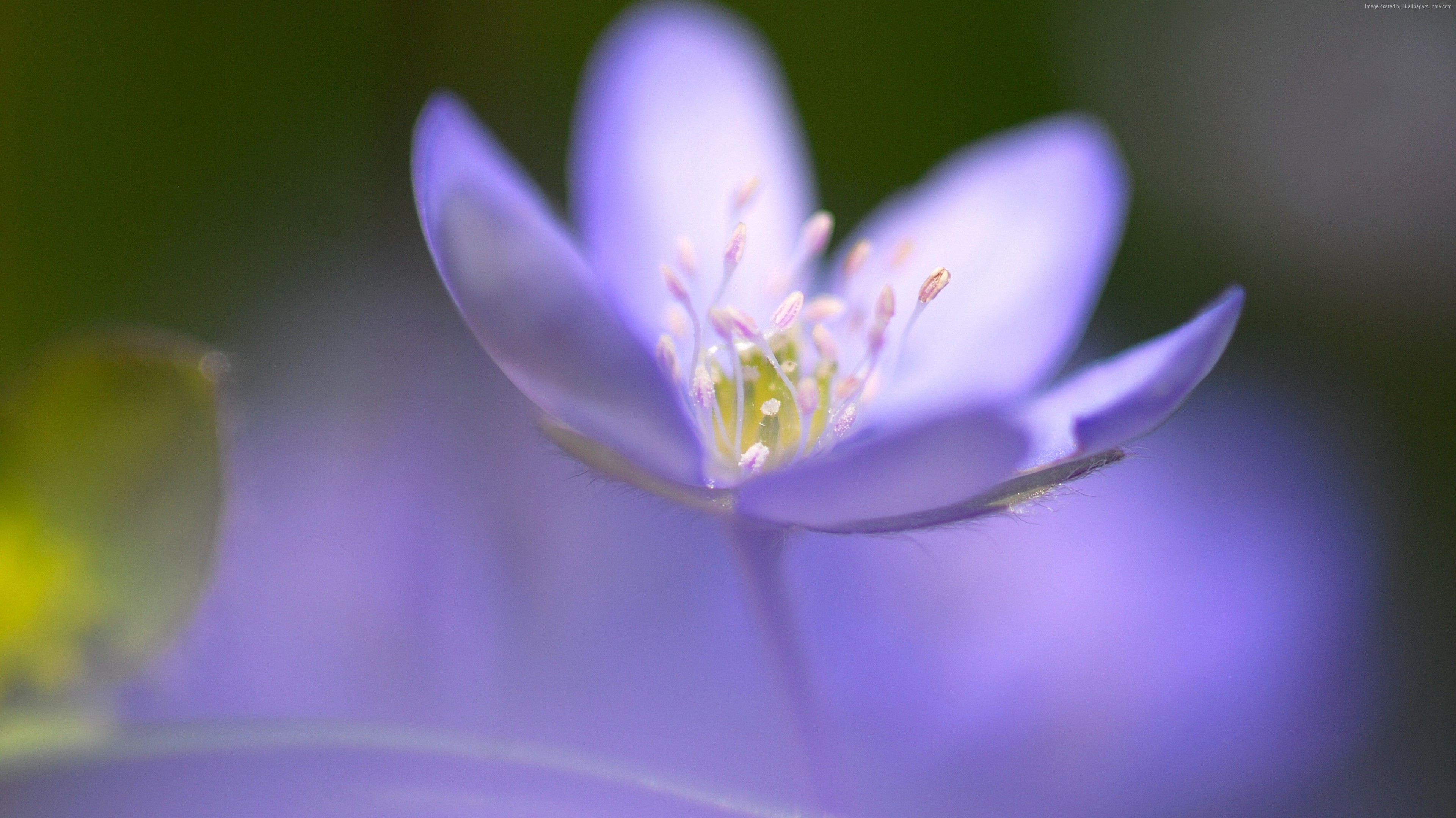 Macro shot of a delicate purple flower HD Wallpaper