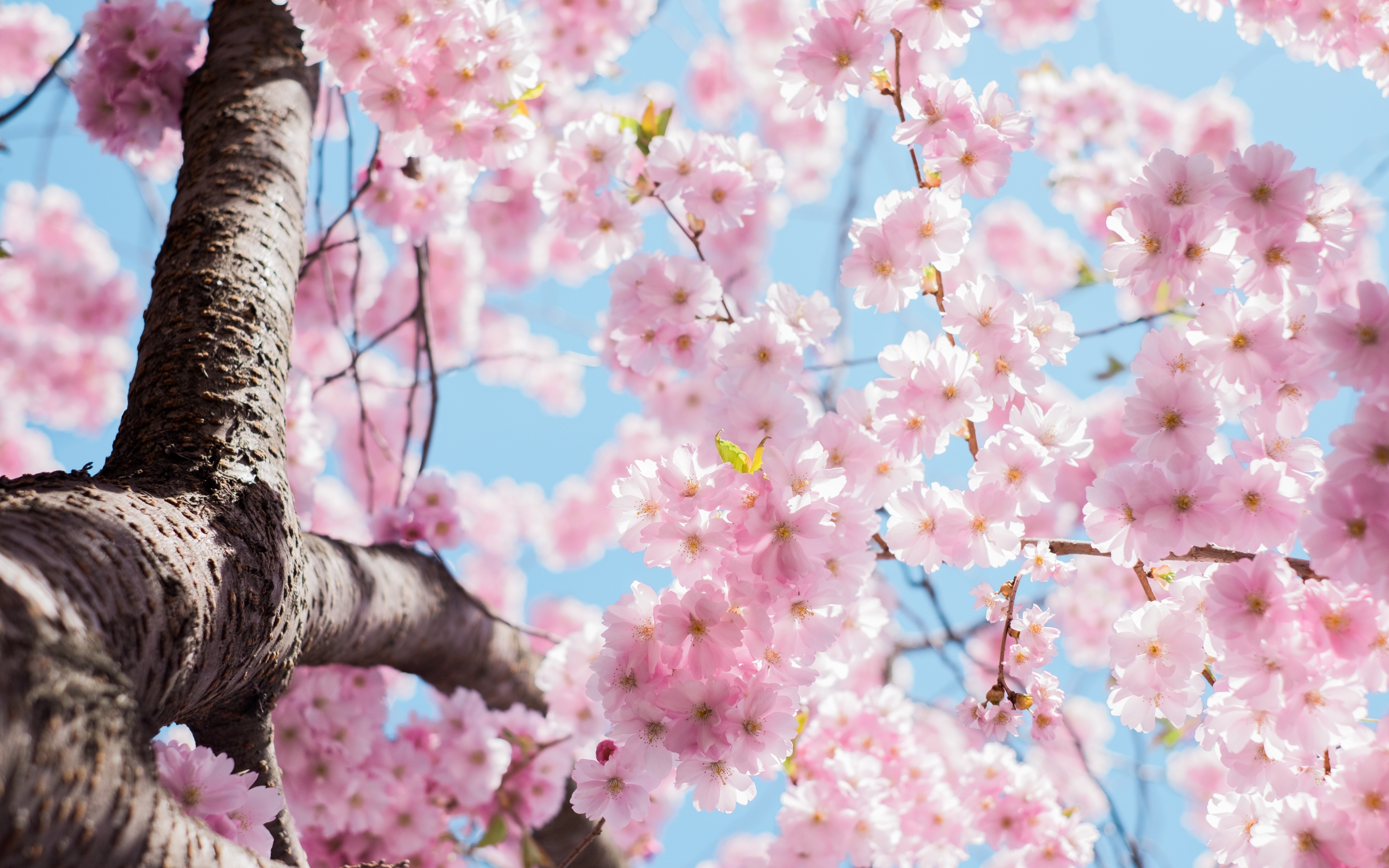 Pink cherry blossoms on a tree branch against a blue sky HD Wallpaper