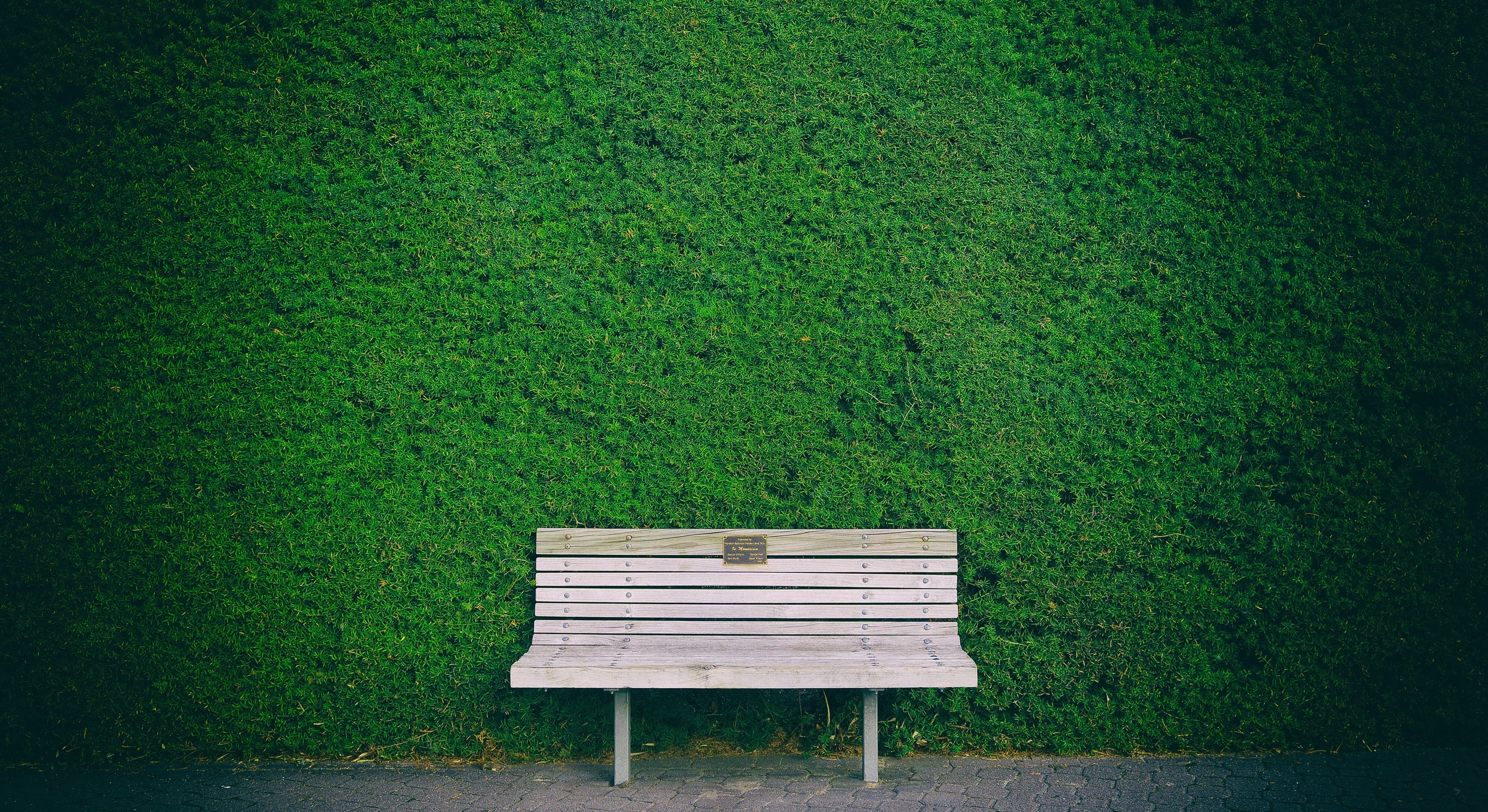 Bench in front of a green hedge HD Wallpaper