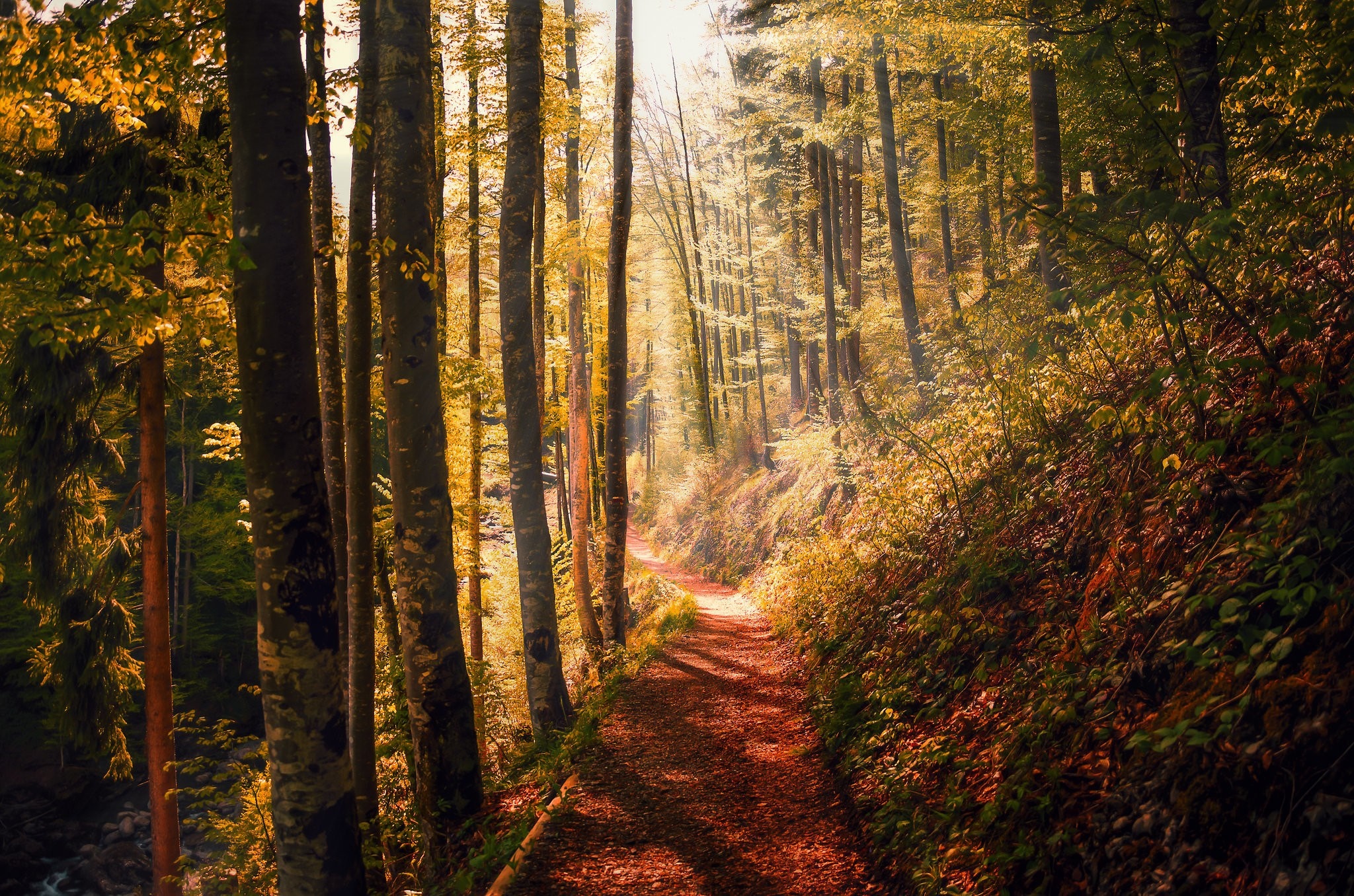 Sunlight filtering through trees in an autumn forest HD Wallpaper