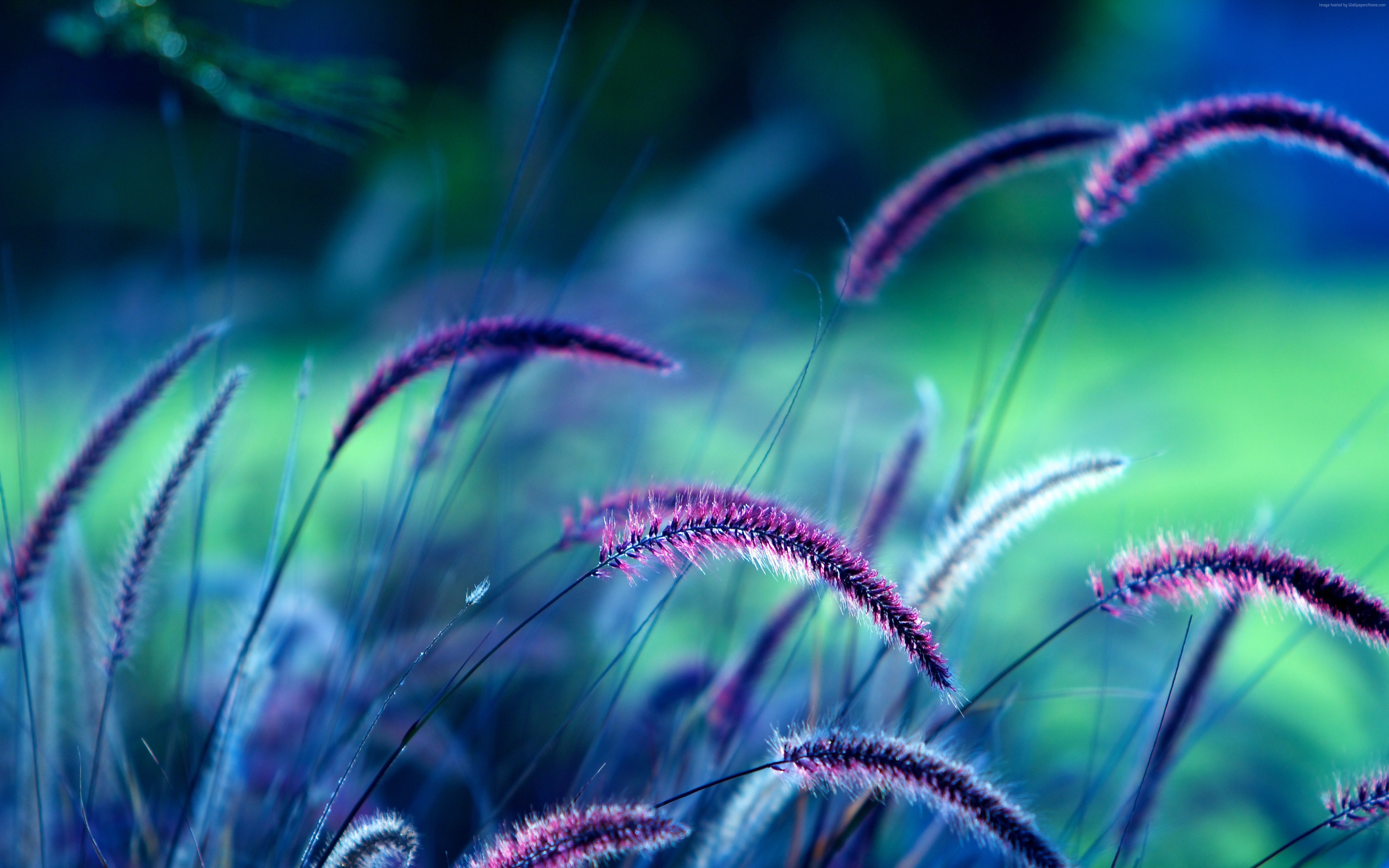 Purple Grass Ears 4K HD Wallpaper