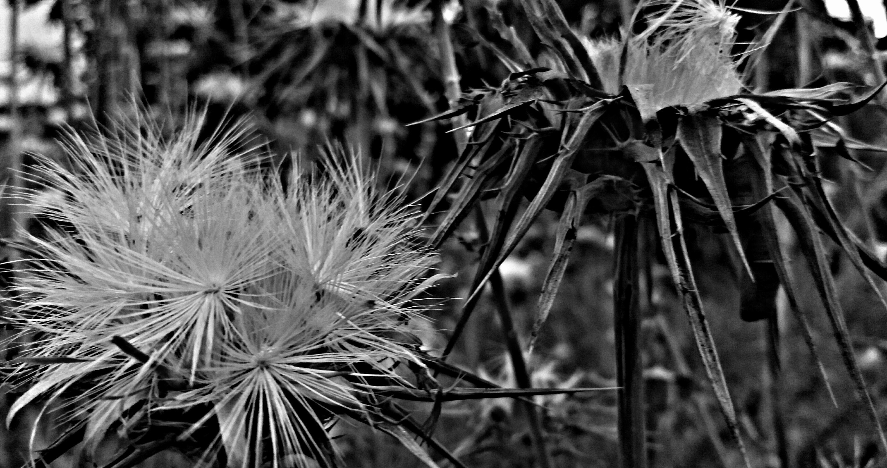 Close-up of two dried thistle flowers in black and white HD Wallpaper