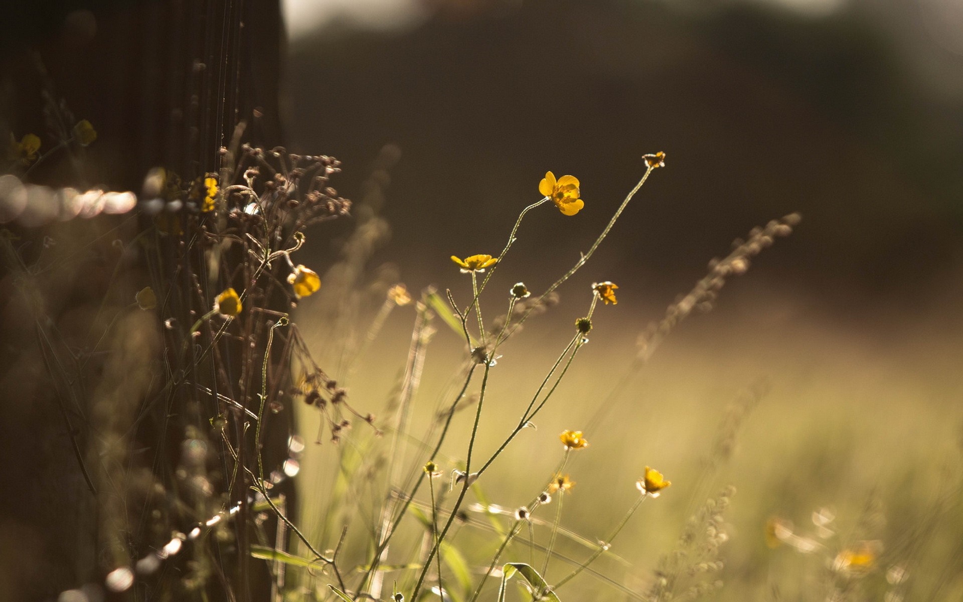 Yellow wildflowers with dew drops near a fence post HD Wallpaper