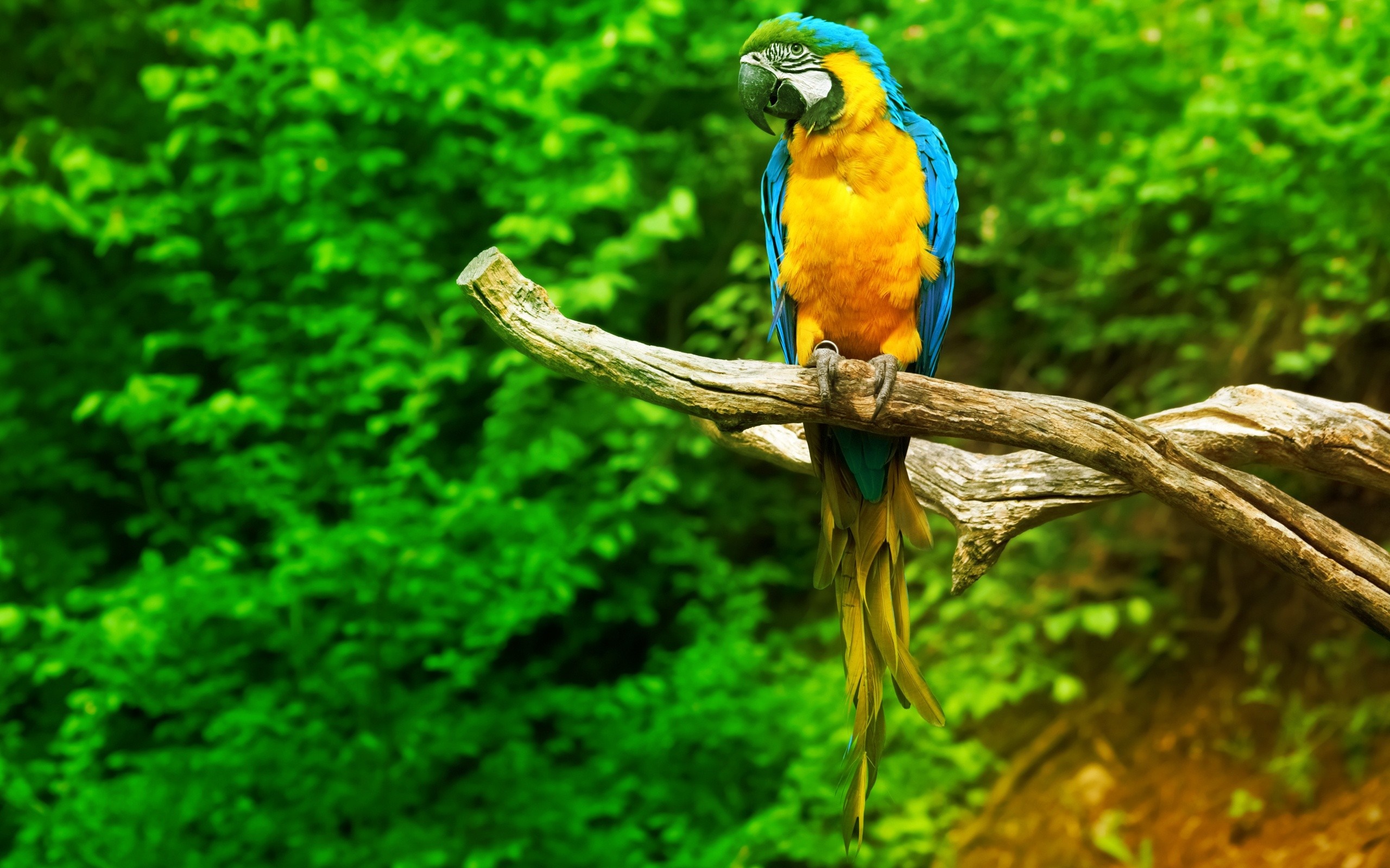 Blue and yellow macaw perched on a branch in a forest HD Wallpaper
