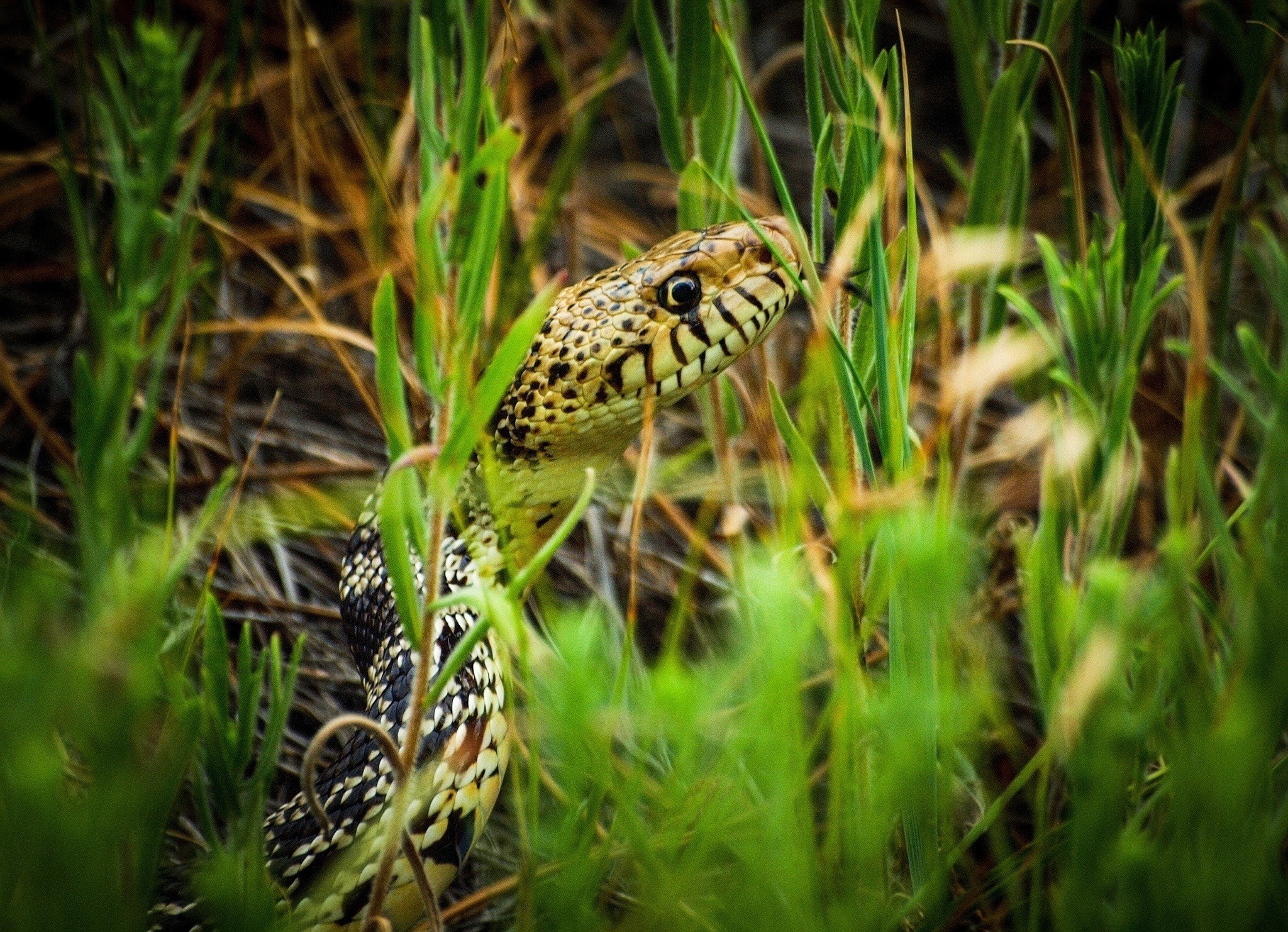 Snake hiding in tall green grass HD Wallpaper