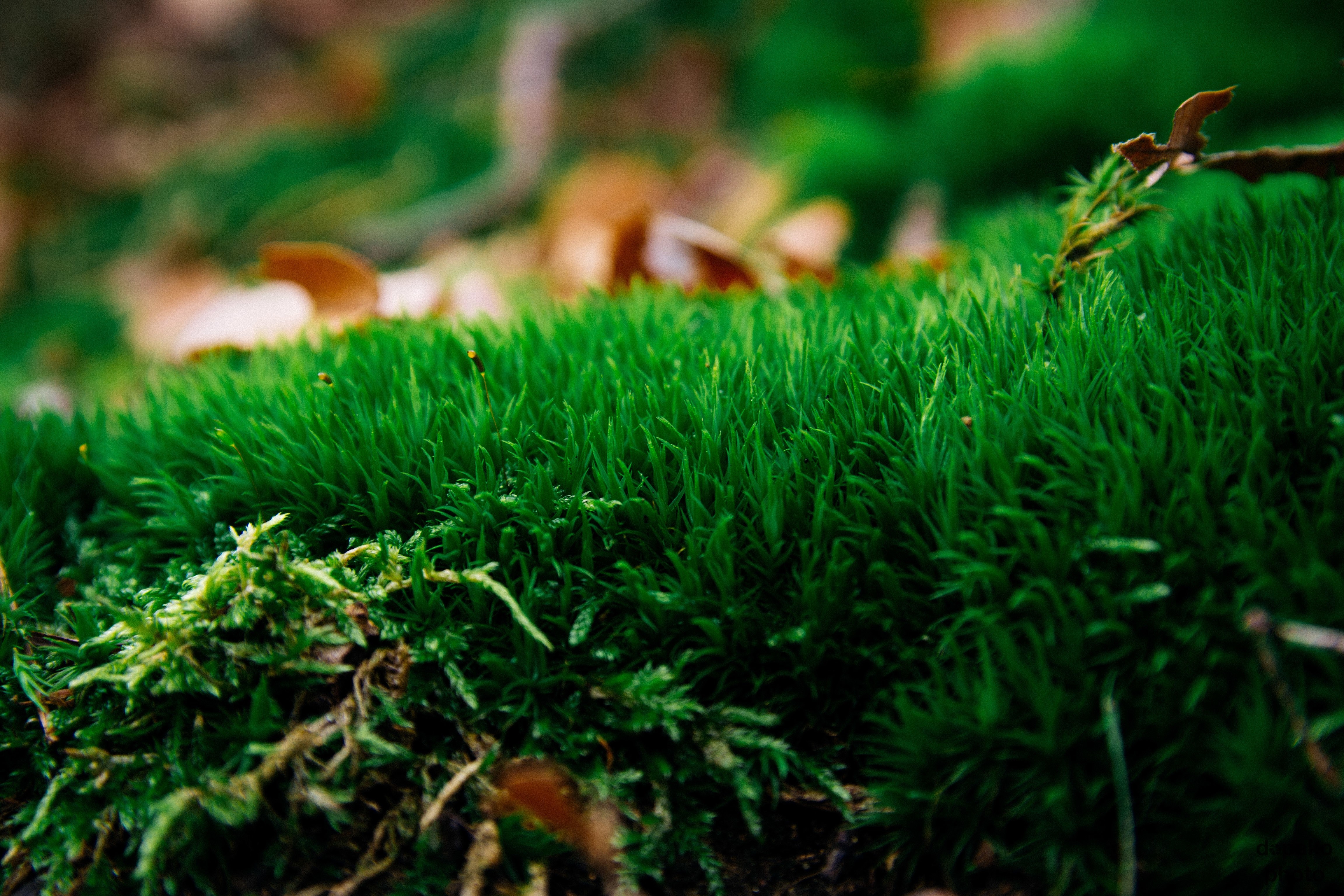 Close-up of green moss on forest floor HD Wallpaper