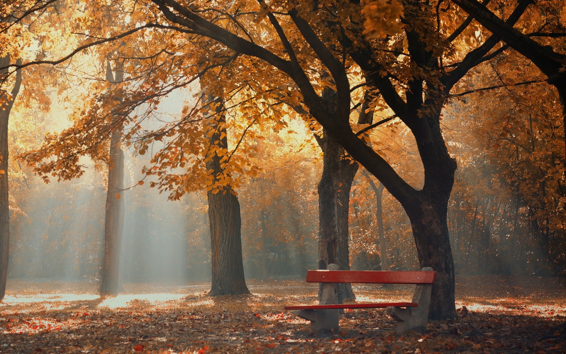 Autumn park with red bench and sunbeams HD Wallpaper