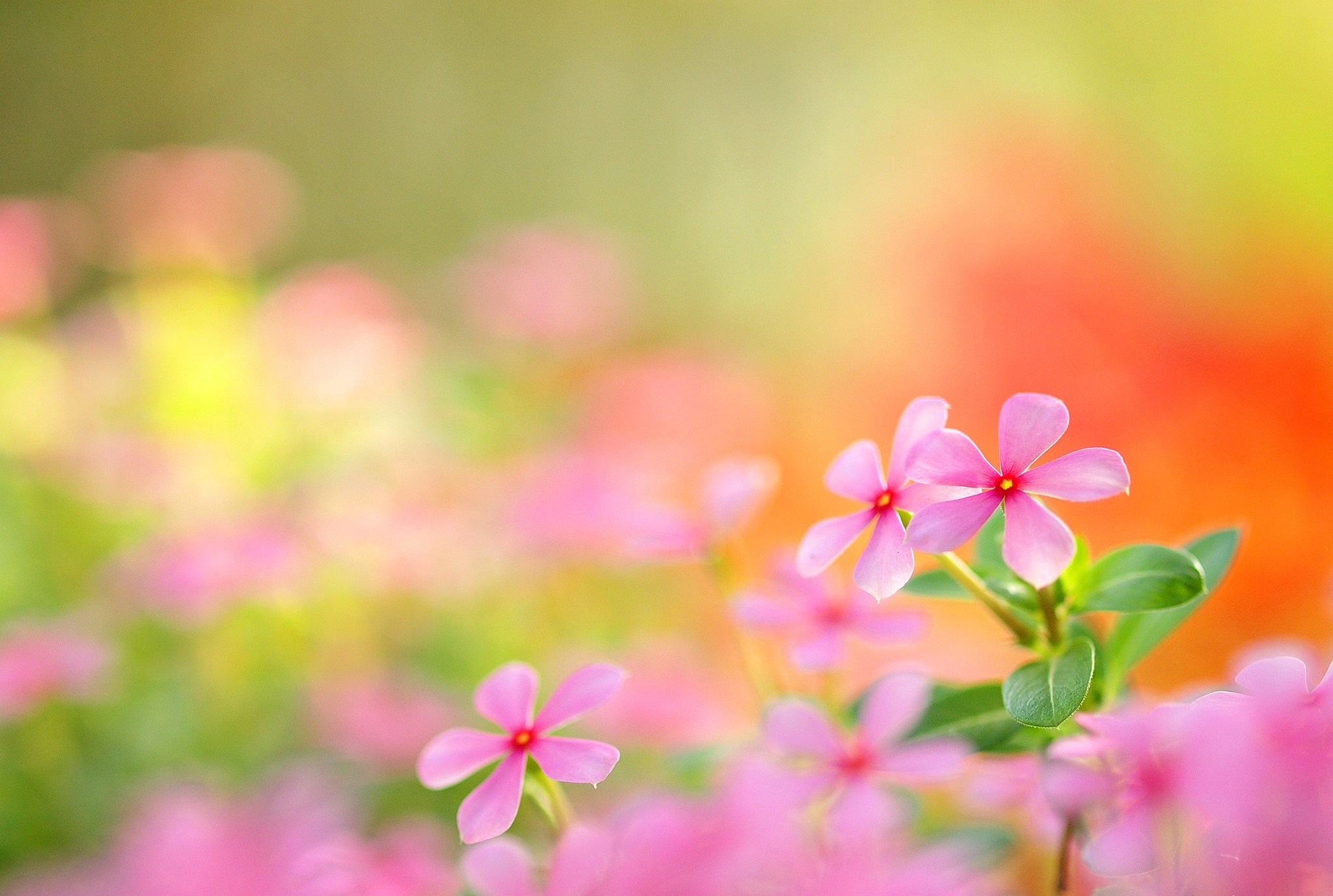 Pink flowers in sunlight with blurred background HD Wallpaper