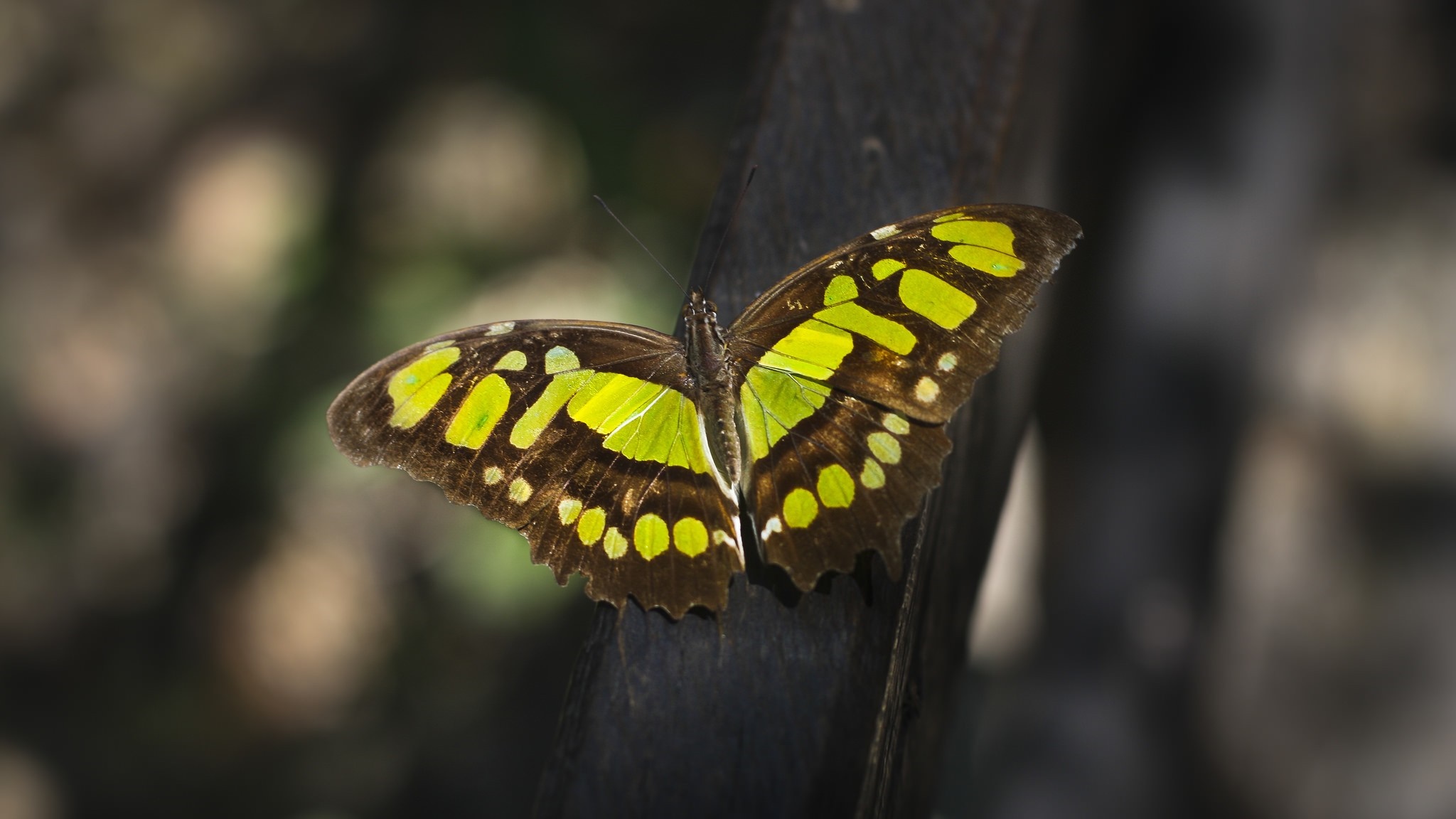 Malachite butterfly with green and yellow markings on a dark surface HD Wallpaper