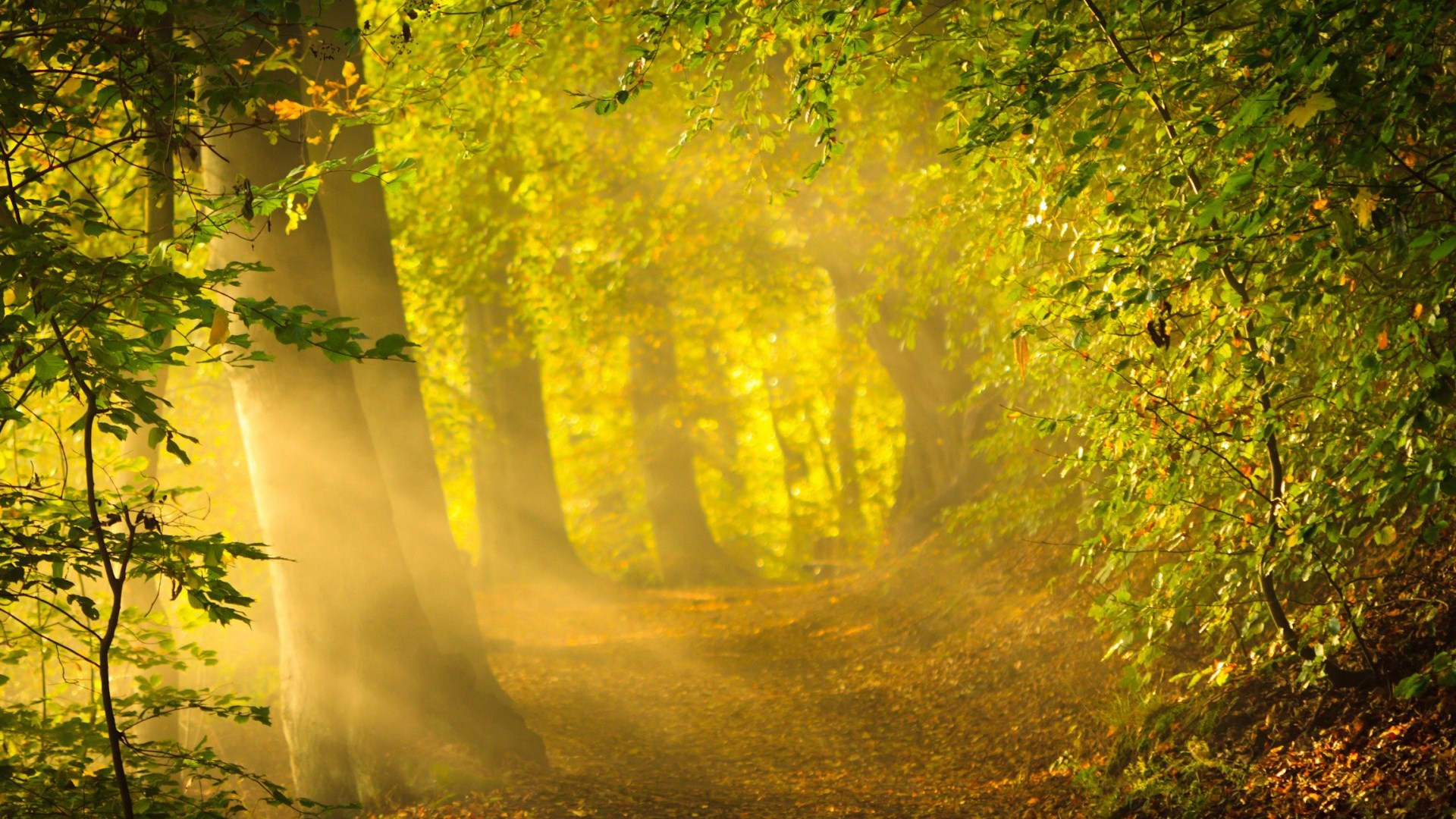 Sunlight filtering through trees onto a forest path HD Wallpaper