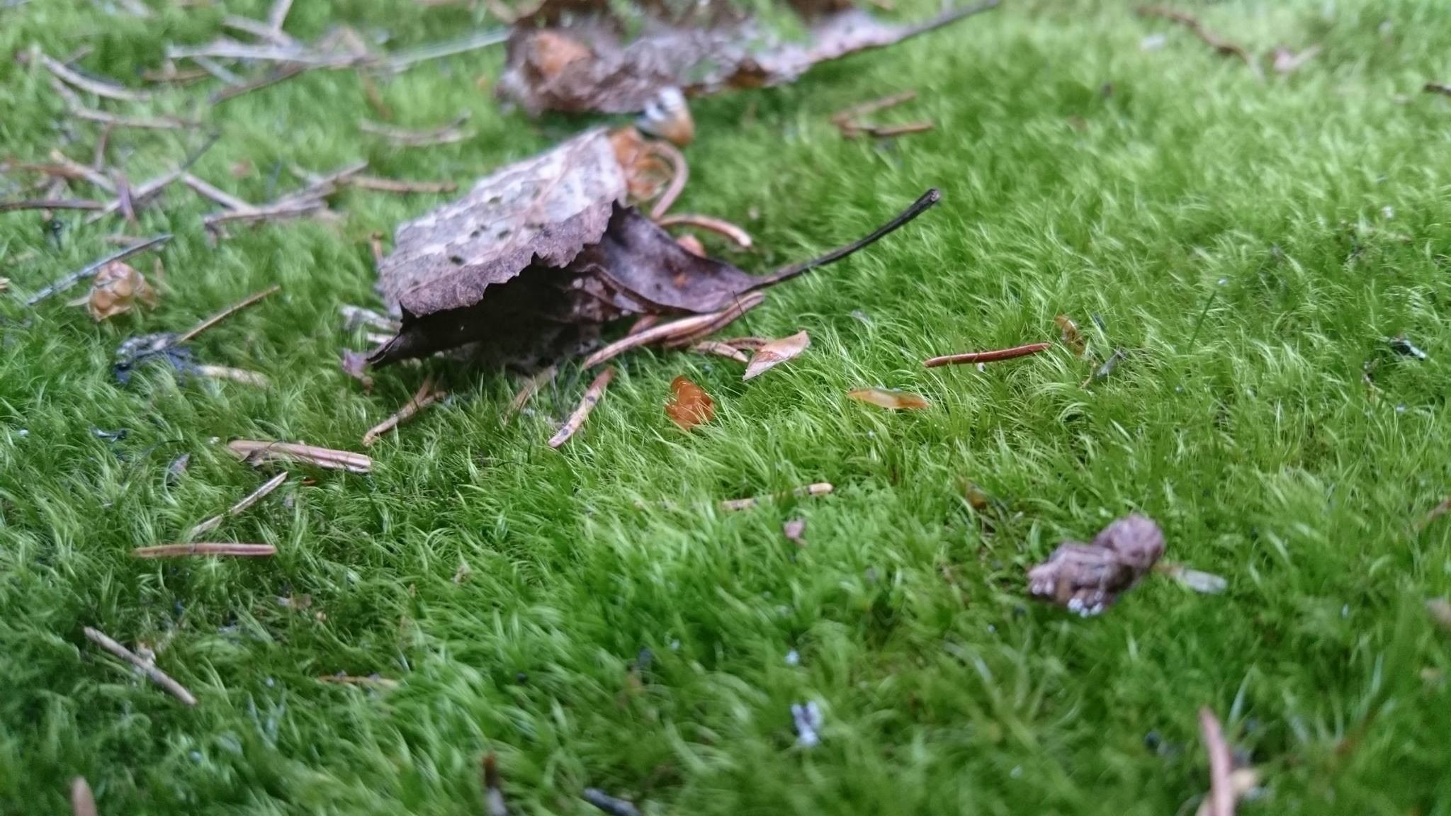 Moss and fallen leaves on the forest floor HD Wallpaper