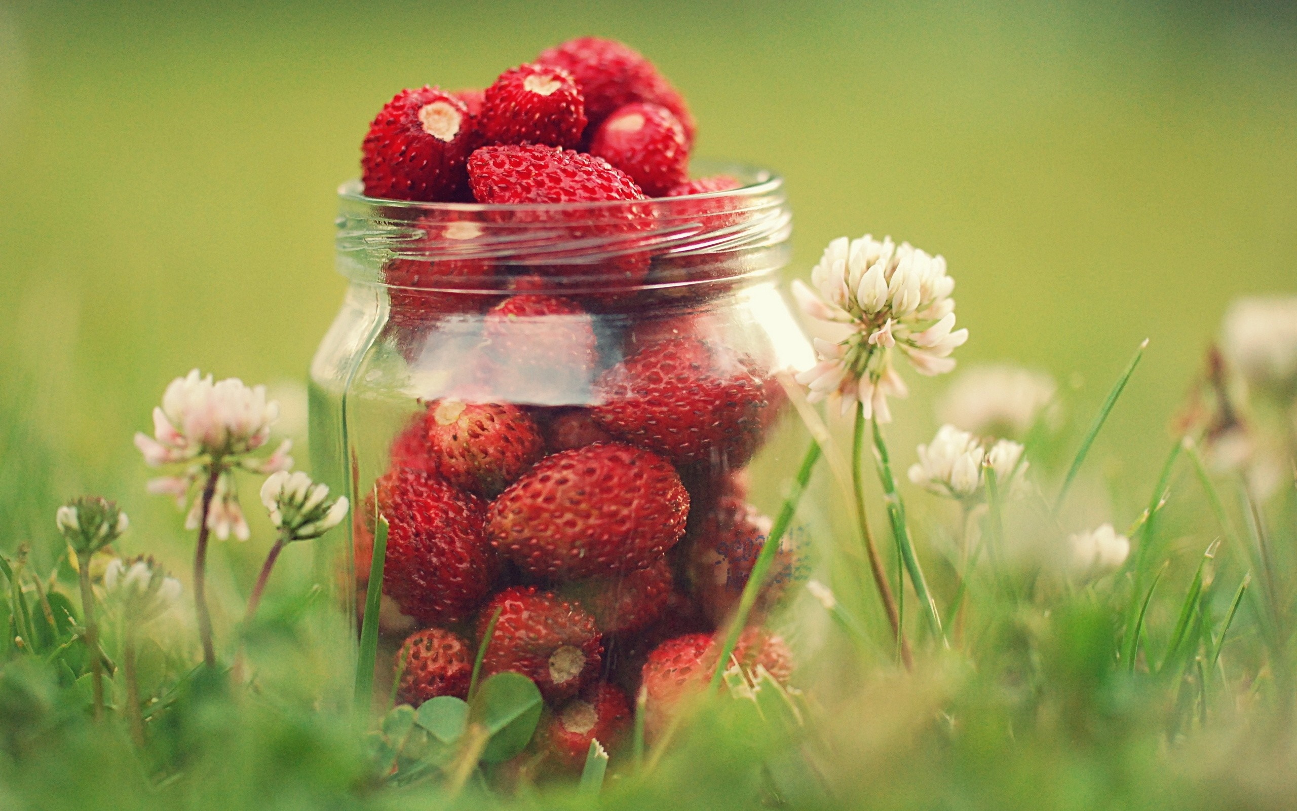 Jar of strawberries in grass with clover flowers HD Wallpaper