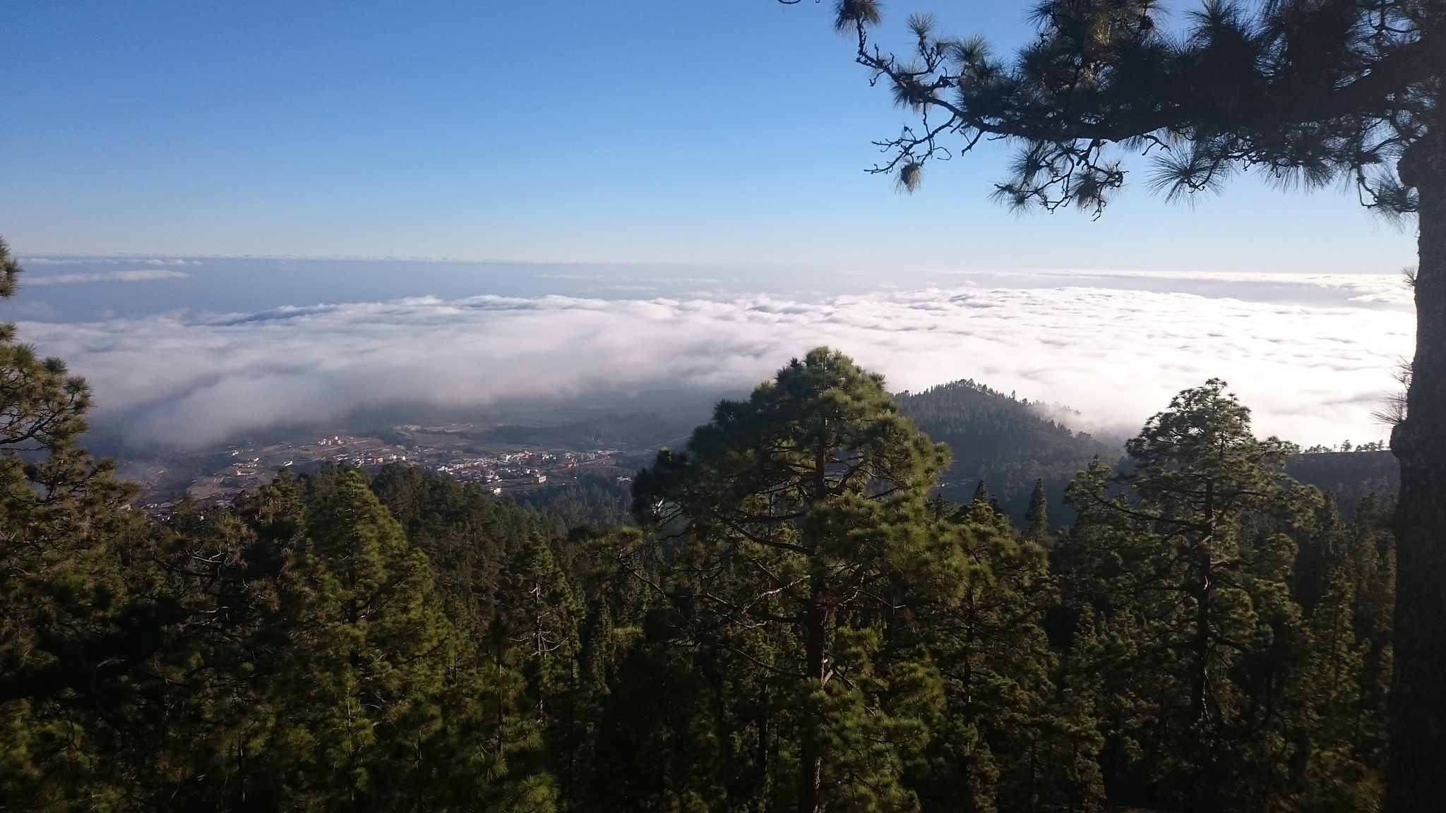 Forest overlooking a valley filled with clouds HD Wallpaper